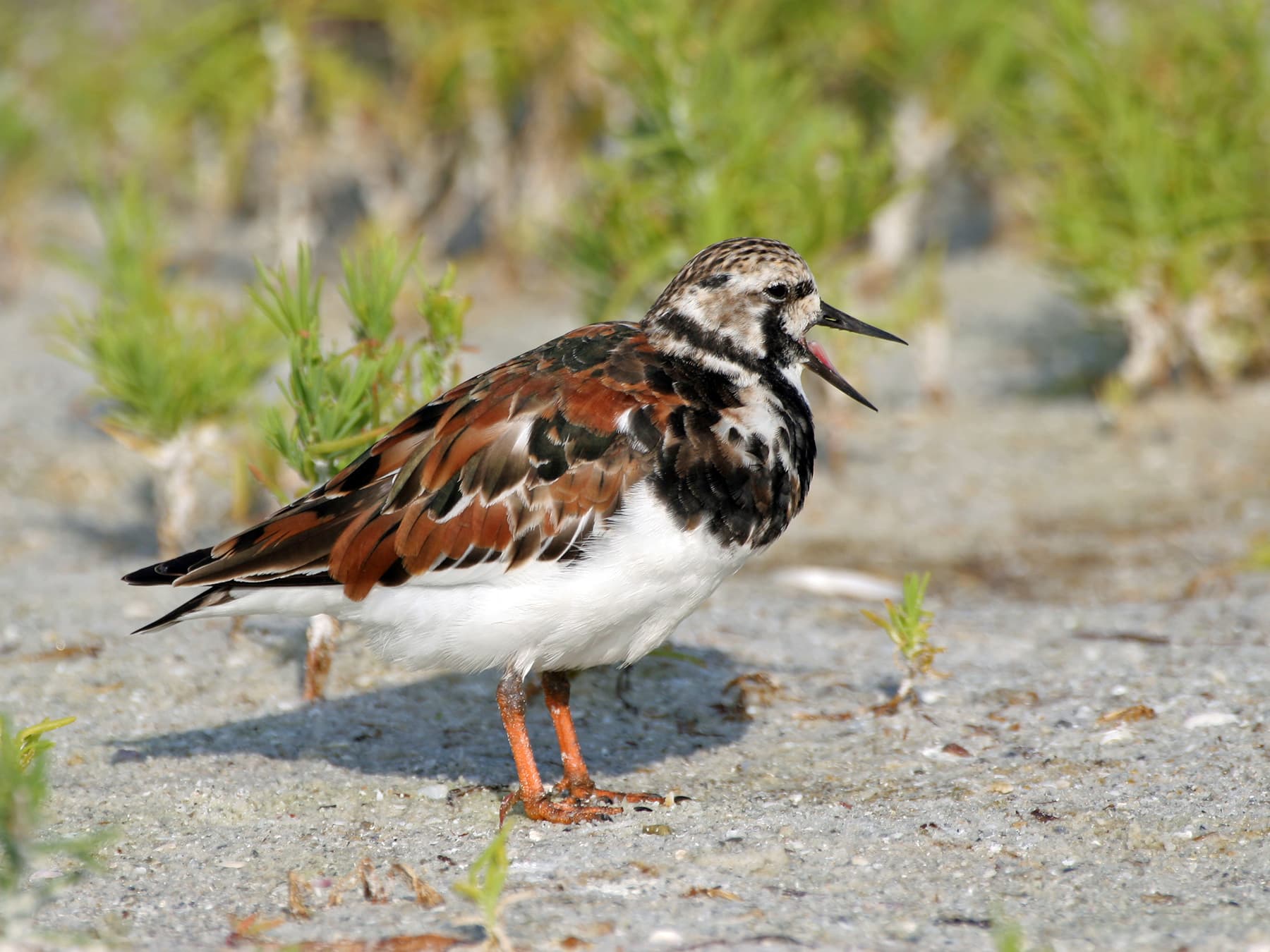 Ruddy Turnstone standing on the beach calling