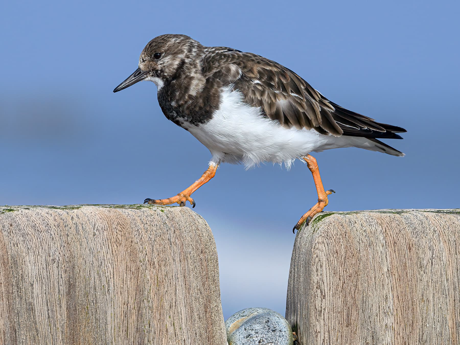 Ruddy Turnstone, non-breeding plumage, walking across a groyne stump