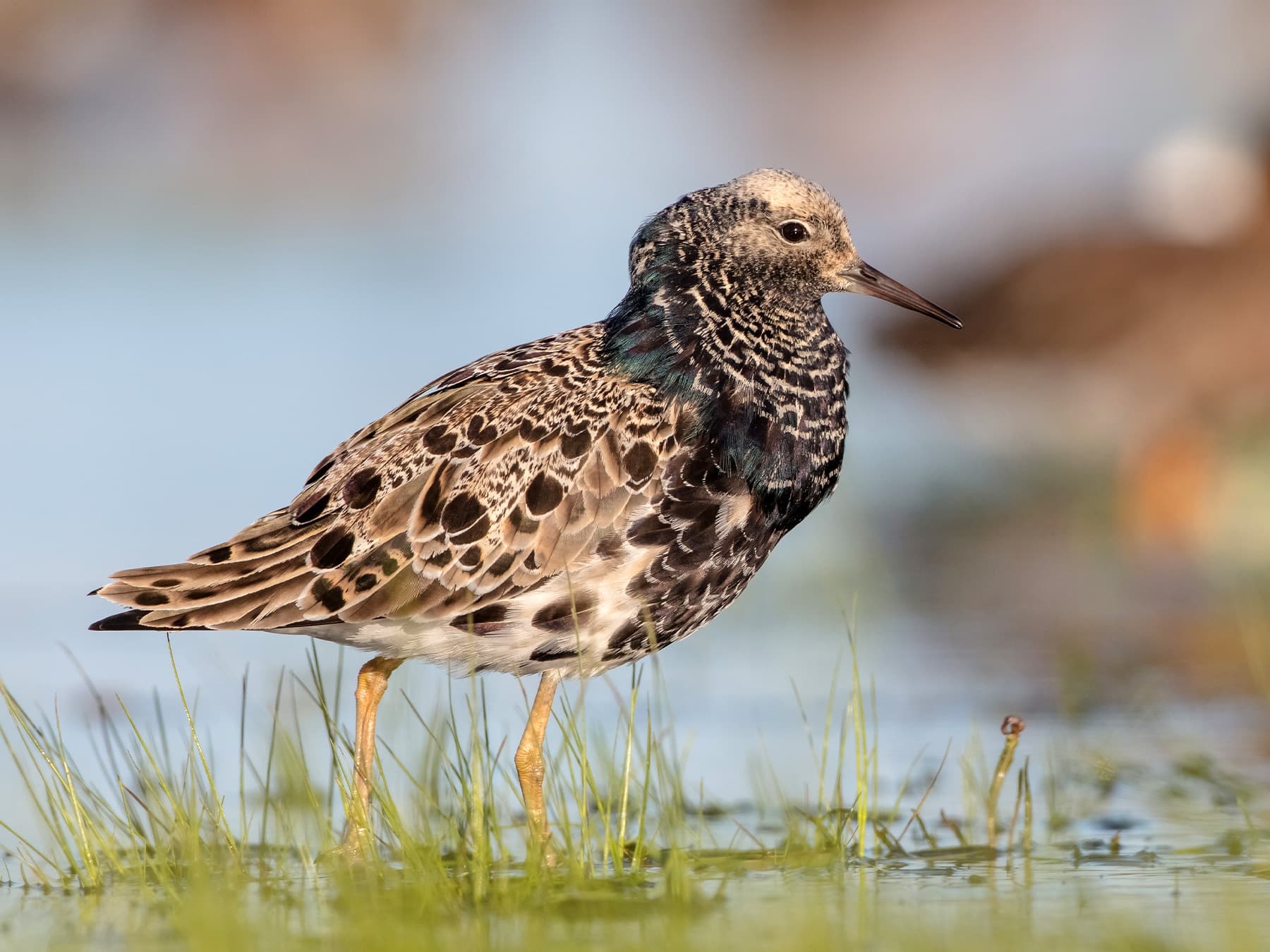 Ruff Male