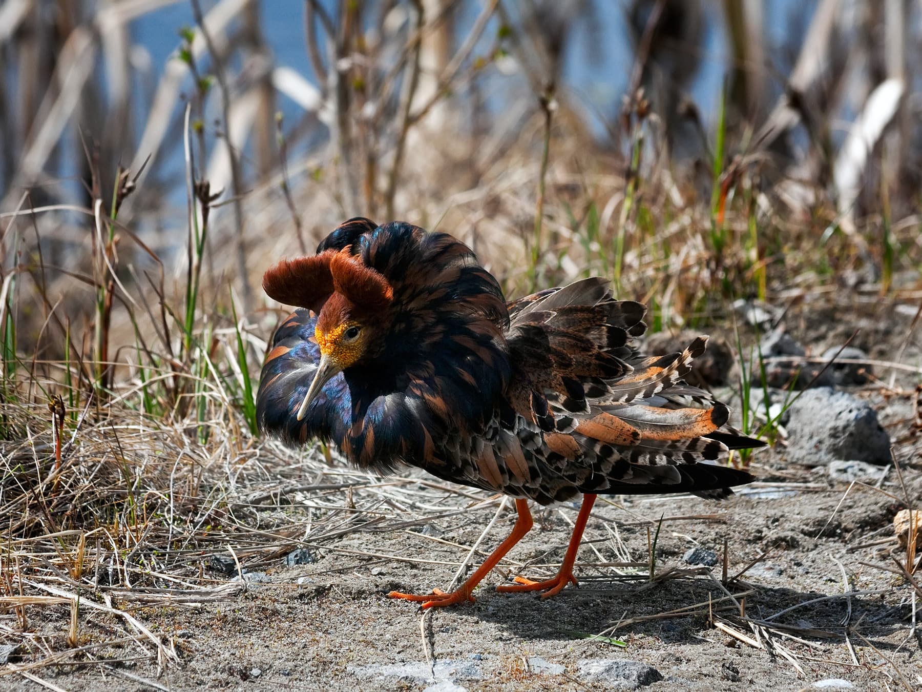 Ruff displaying eye-catching breeding plumage