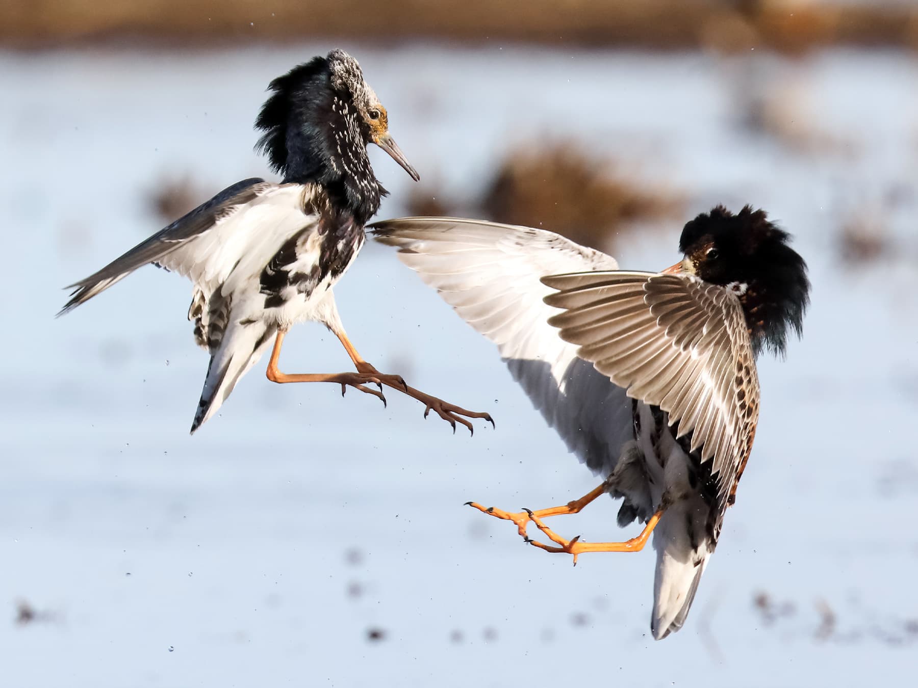 Ruffs in conflict during the breeding season