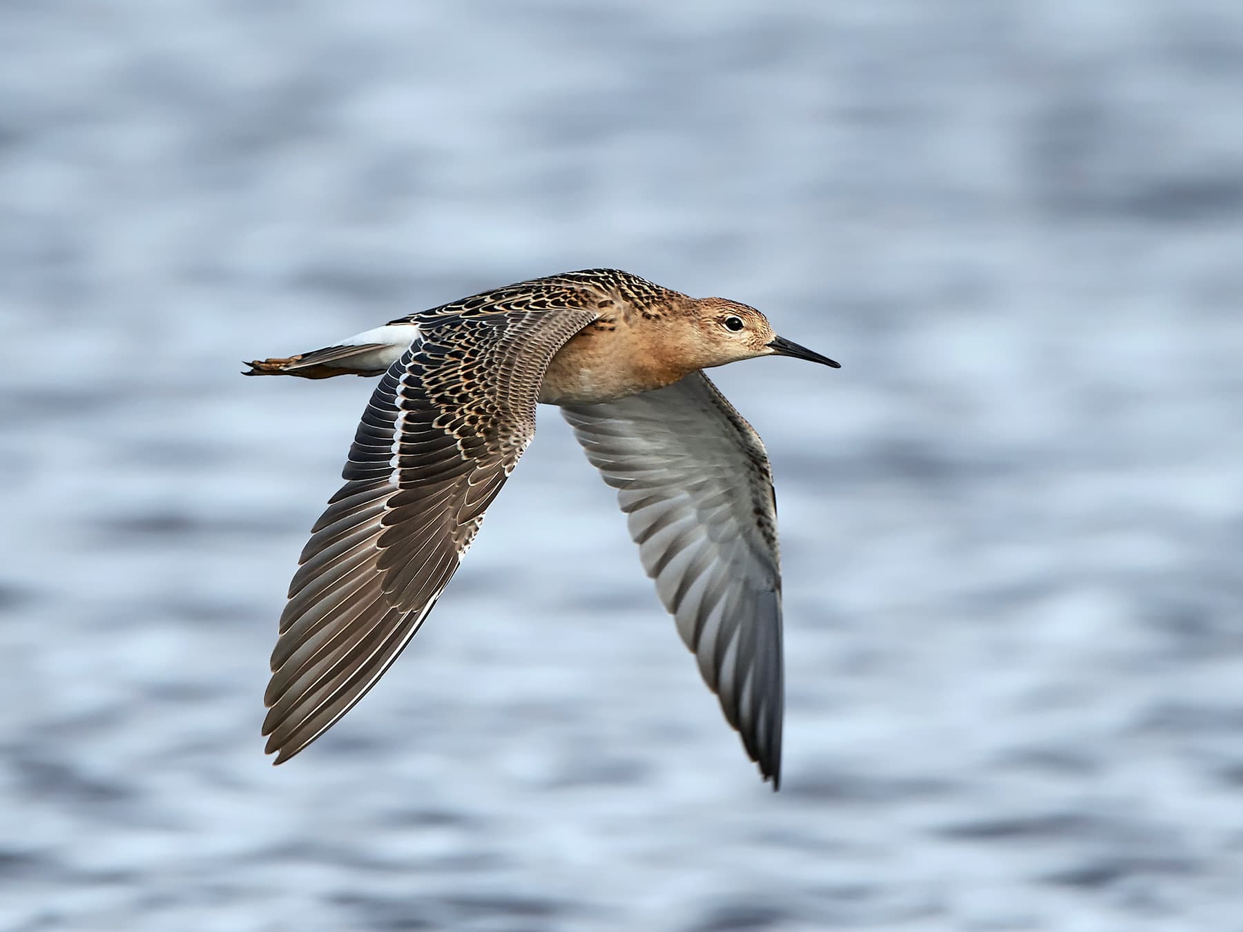 Ruff in-flight over the lake