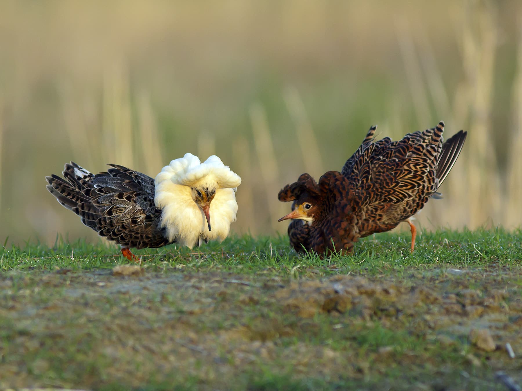 Two Ruffs engaging in their lekking breeding practice