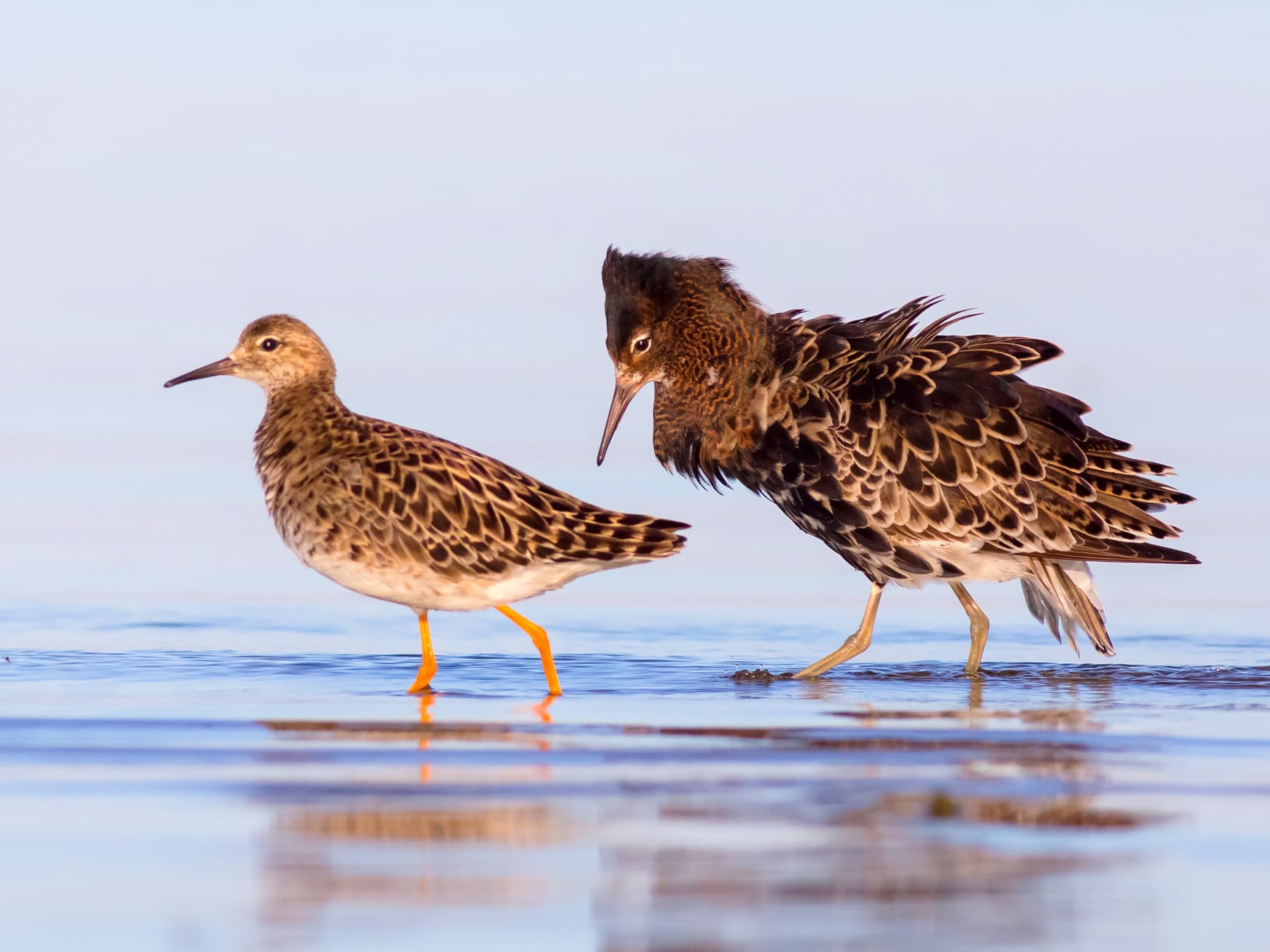 Ruff female (left) and male (right)