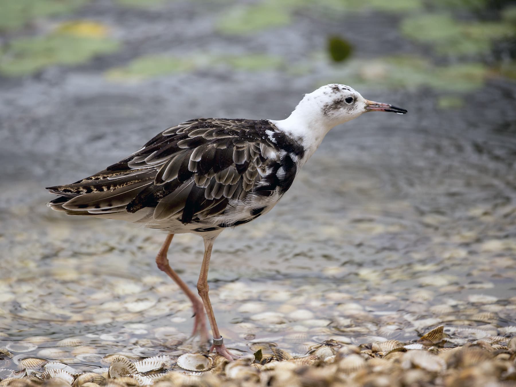 Ruff non-breeding plumage