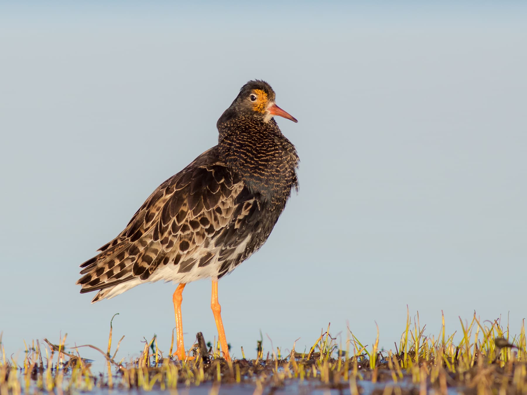 Ruff standing in the marshes