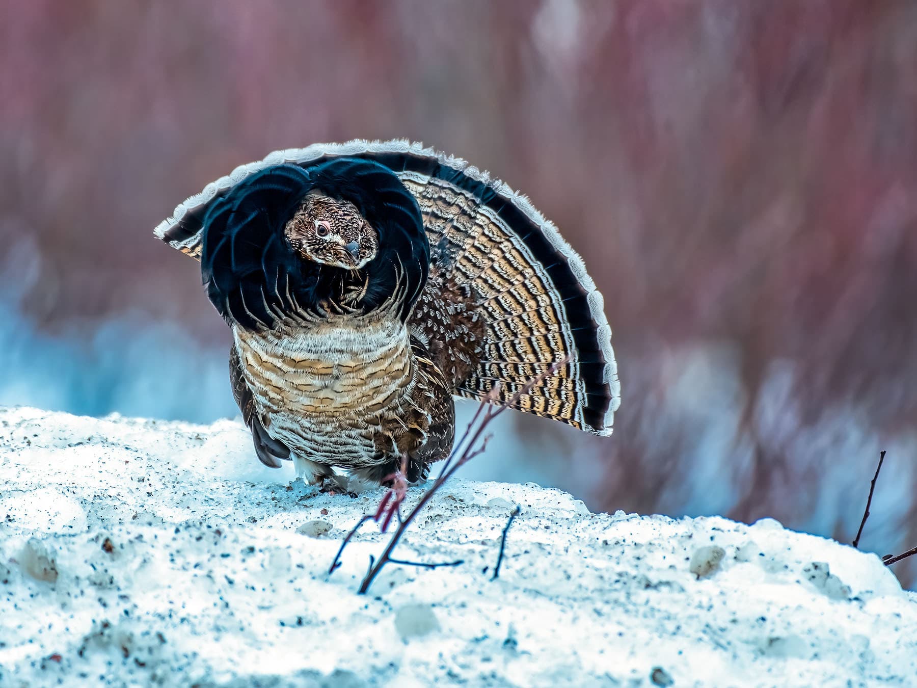 Ruffed Grouse displaying