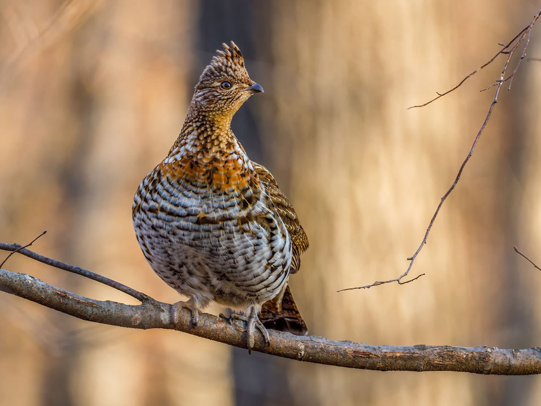 Ruffed Grouse perching on a branch