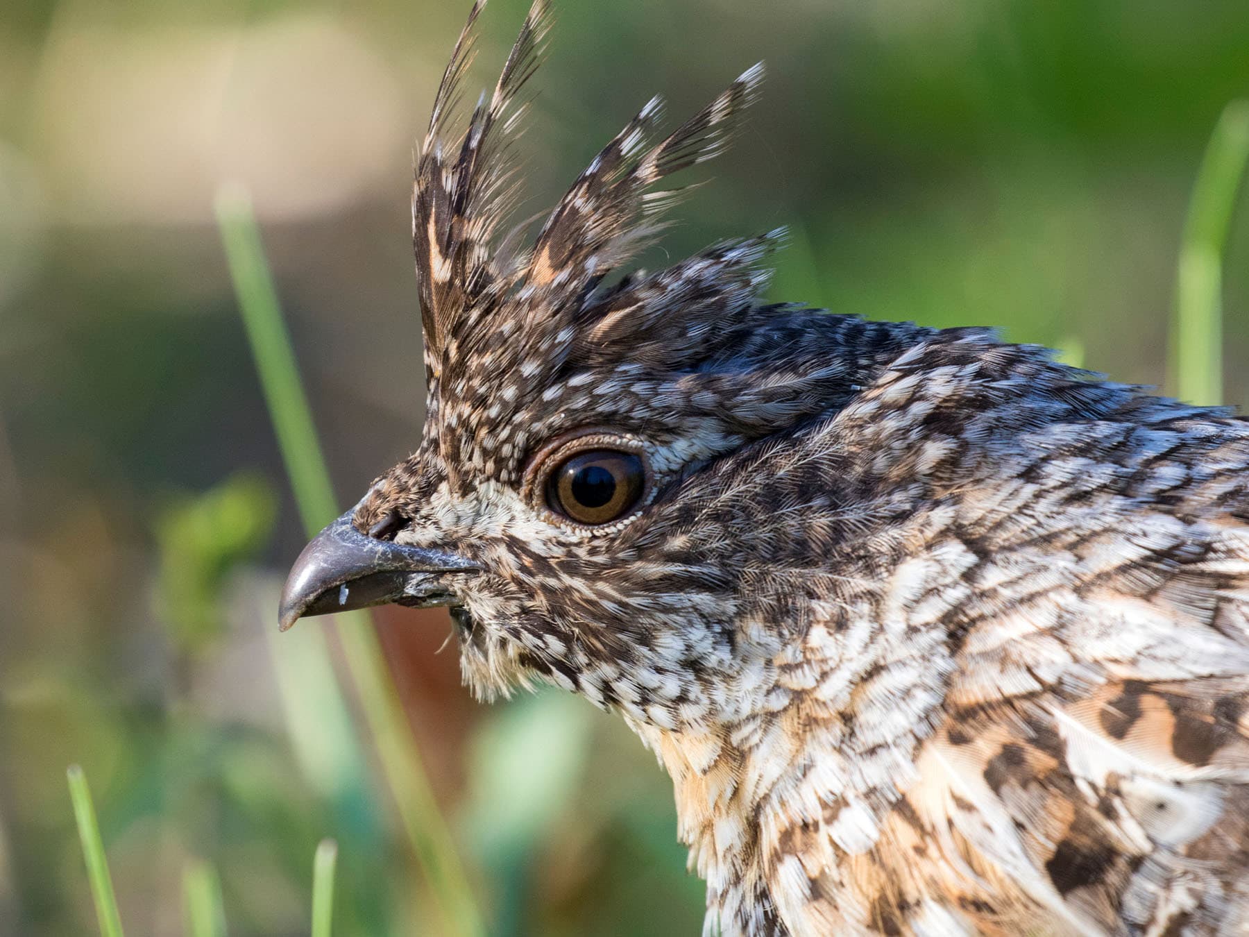 Portrait of a Ruffed Grouse