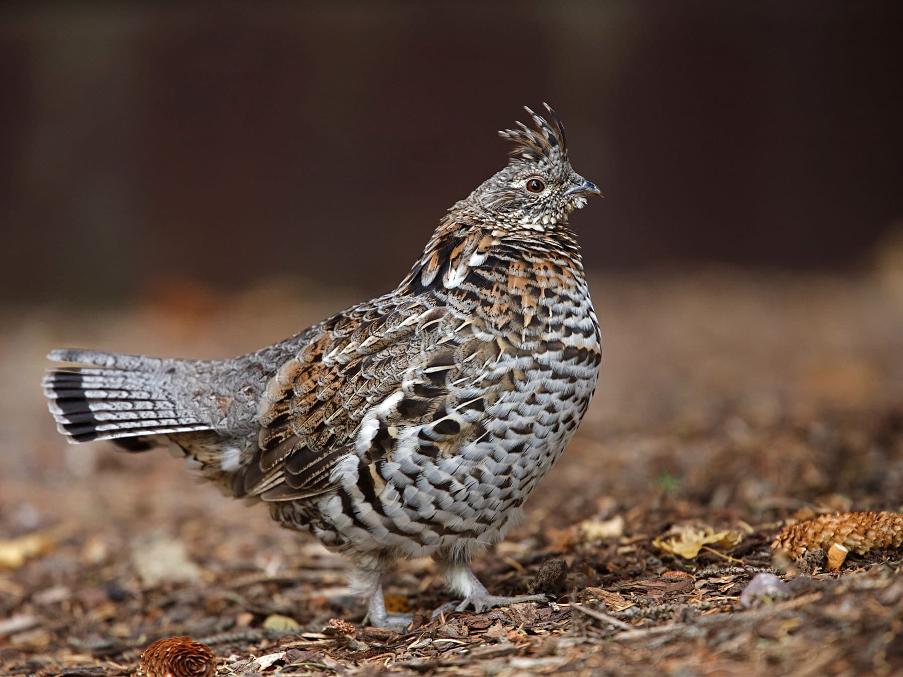 Ruffed Grouse in natural habitat