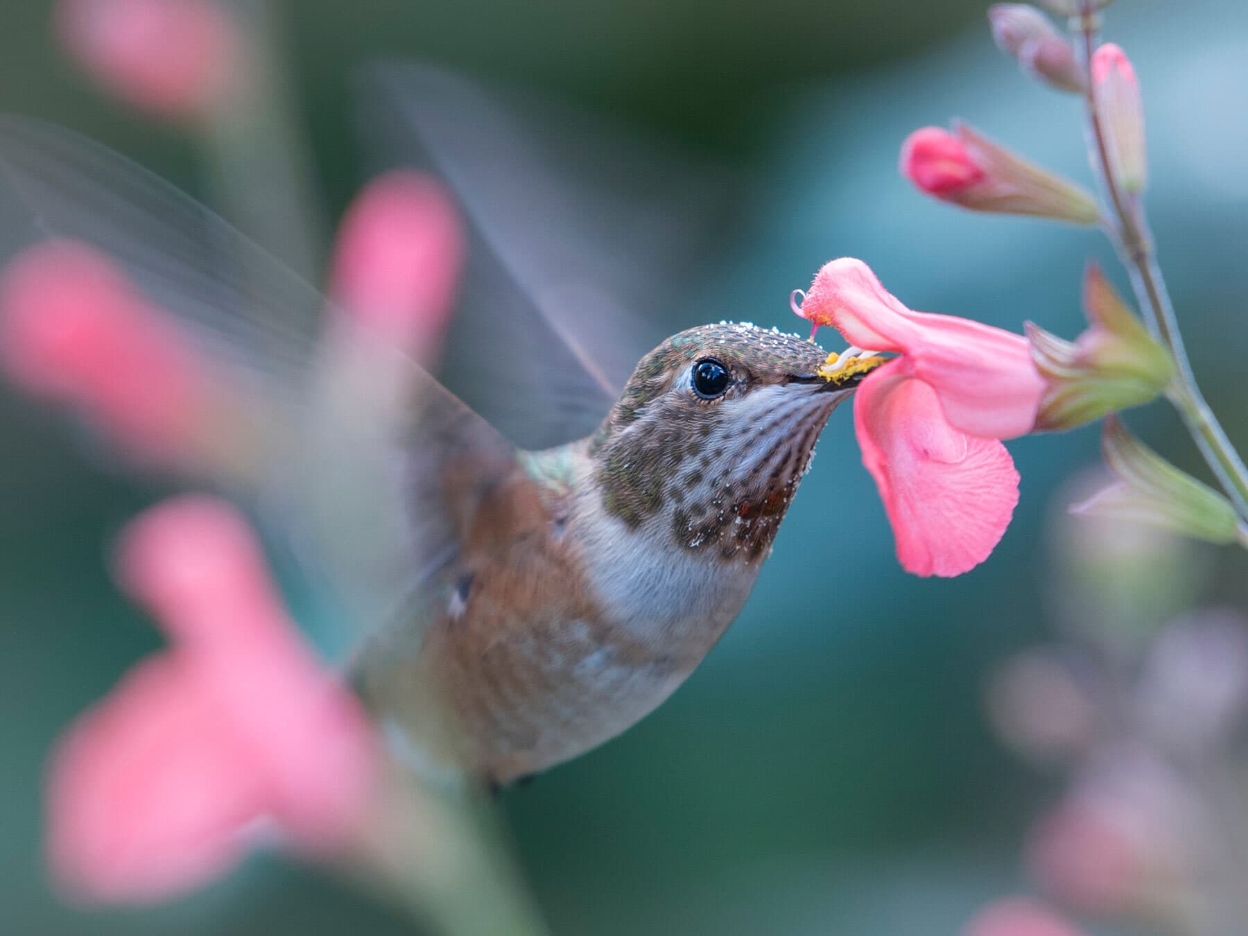 Rufous hummingbird pollen on beak