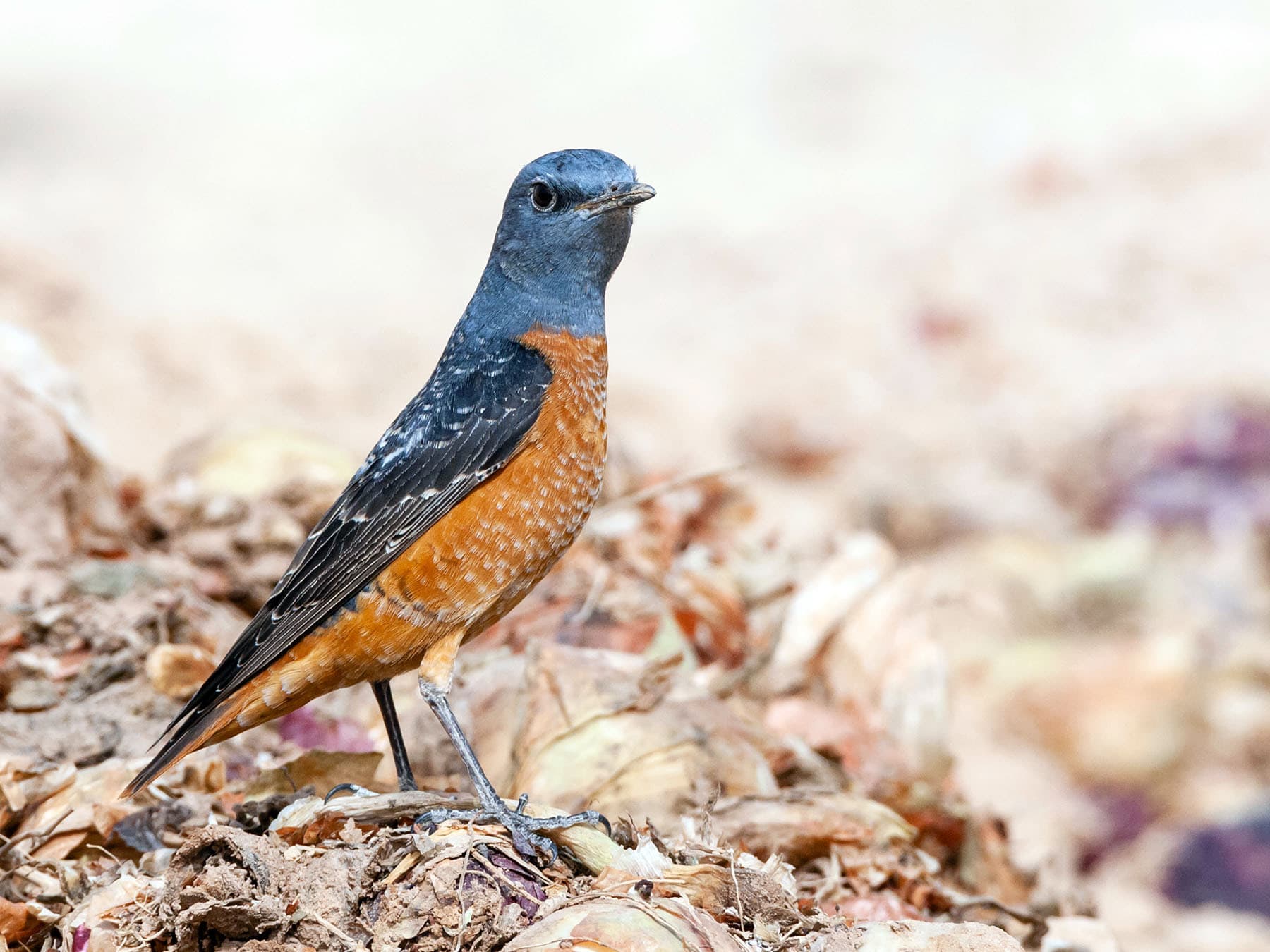 Rufous-tailed Rock-thrush foraging in natural habitat