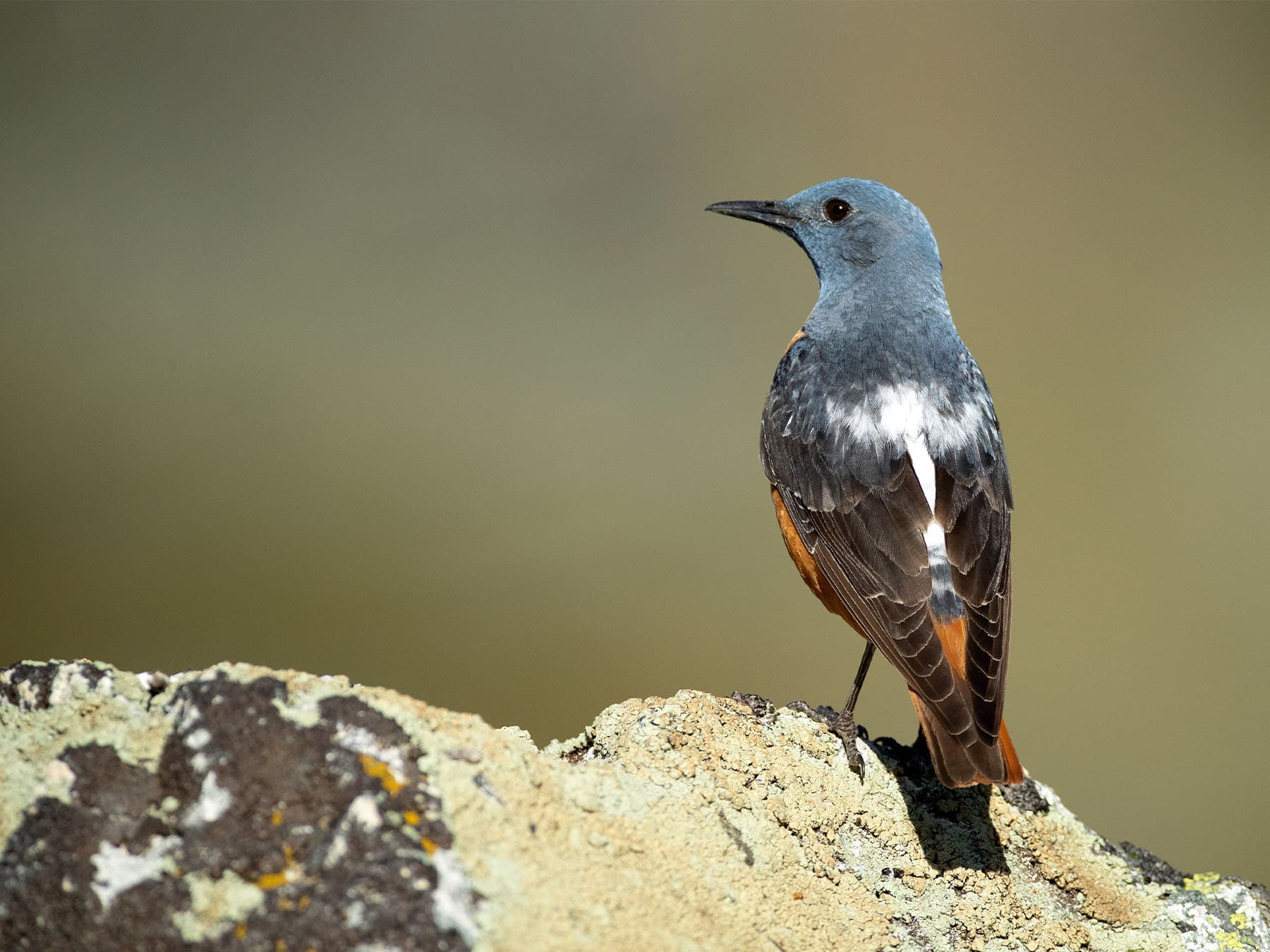 Rufous-tailed Rock-thrush perching on rocks