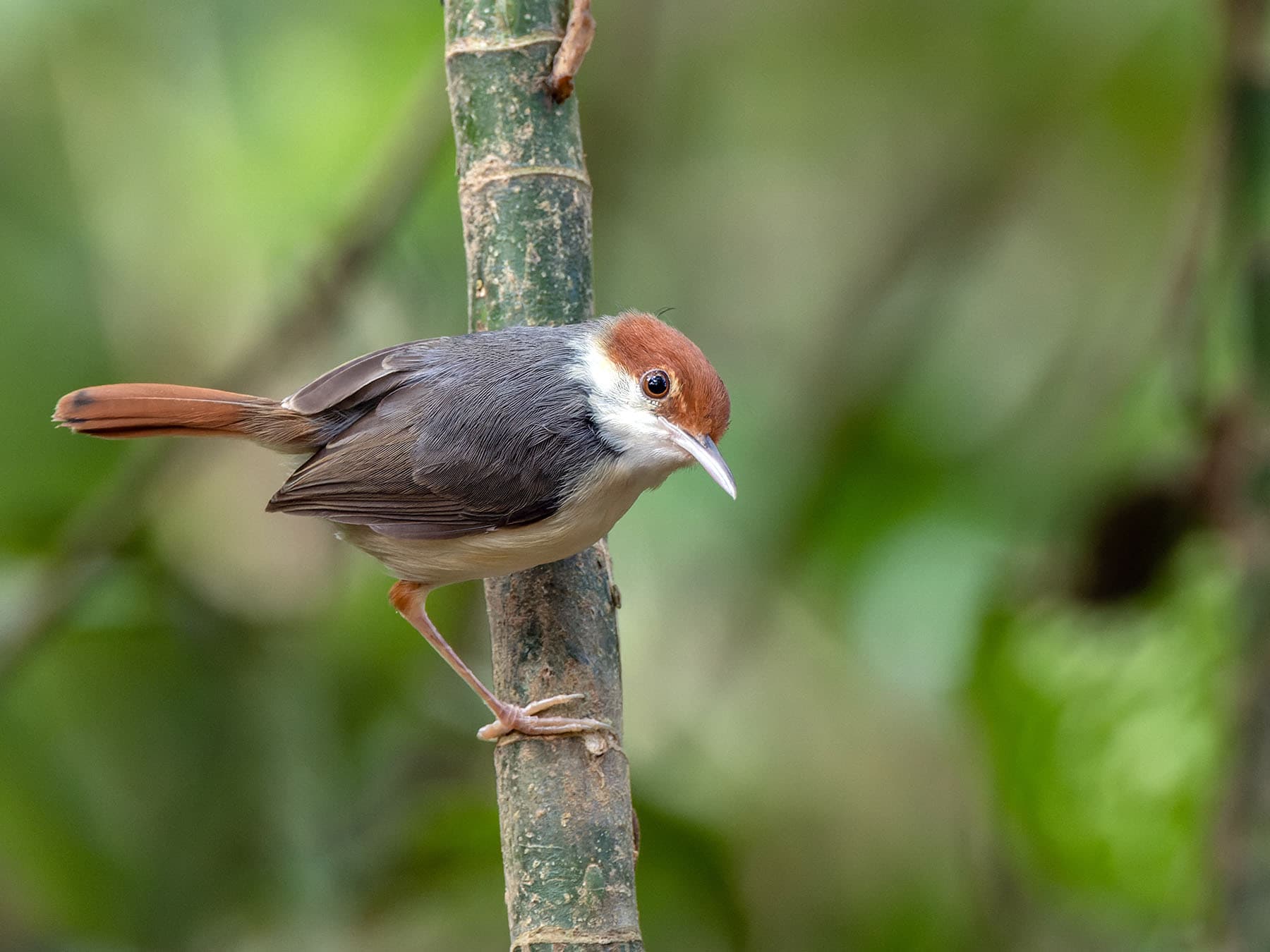 Rufous-tailed Tailorbird perching on branch
