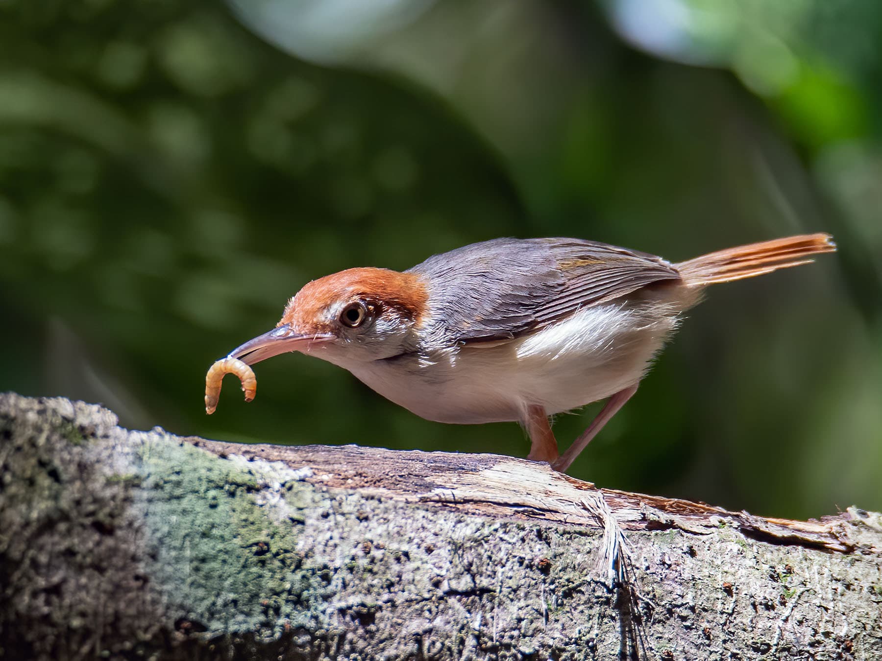 Rufous-tailed Tailorbird with worm in beak