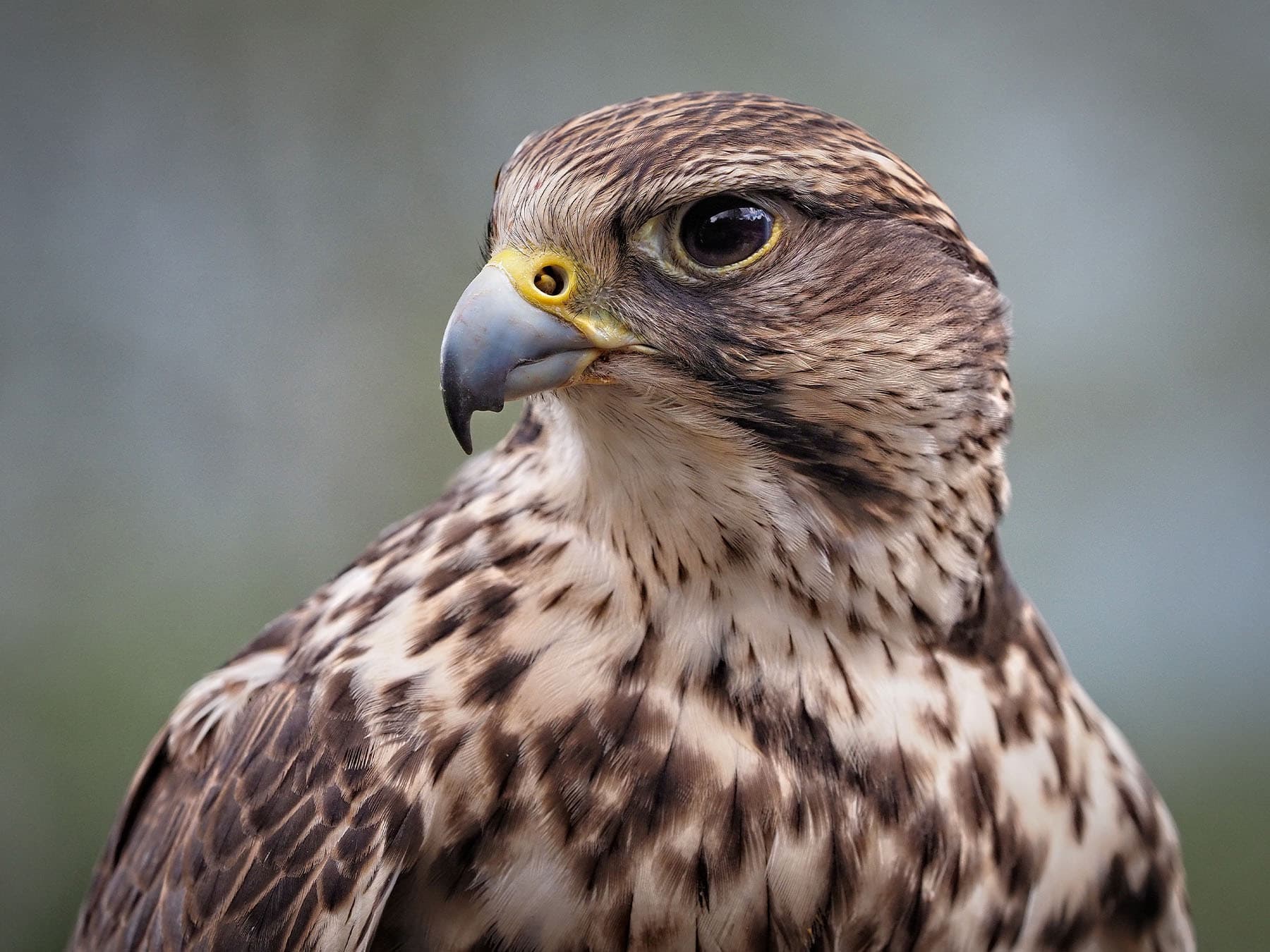 Portrait of a Saker Falcon