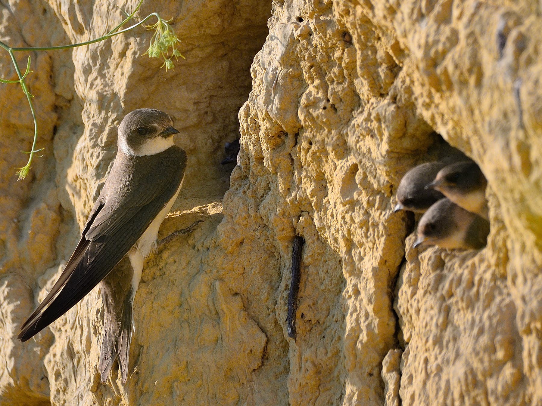 Sand Martin at nest hole with her young
