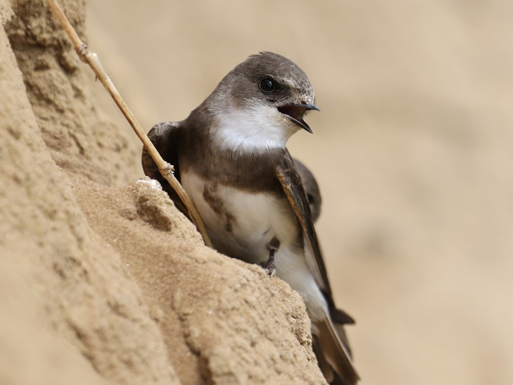 Sand Martin calling from outside the nest