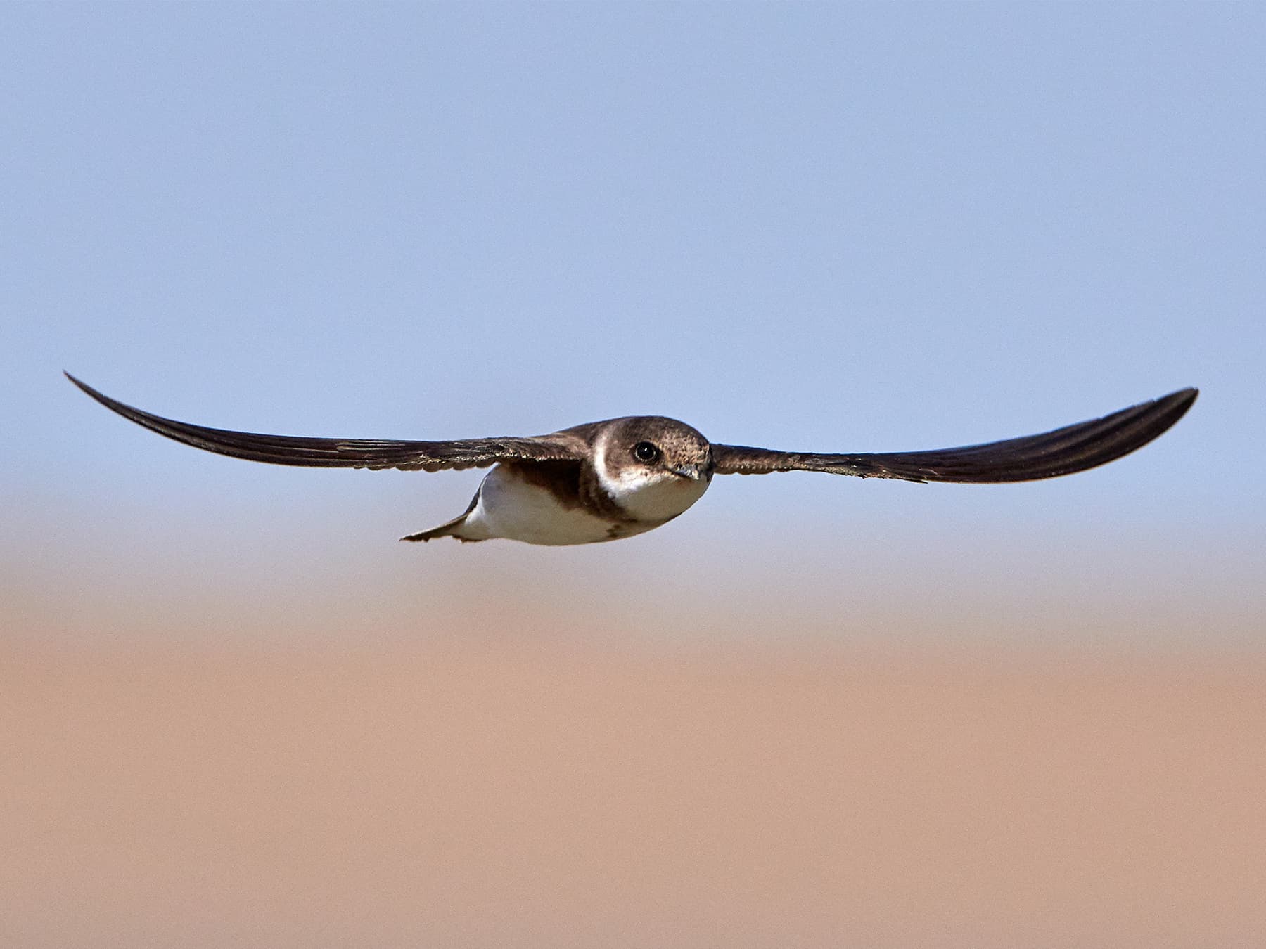 Sand Martin in-flight
