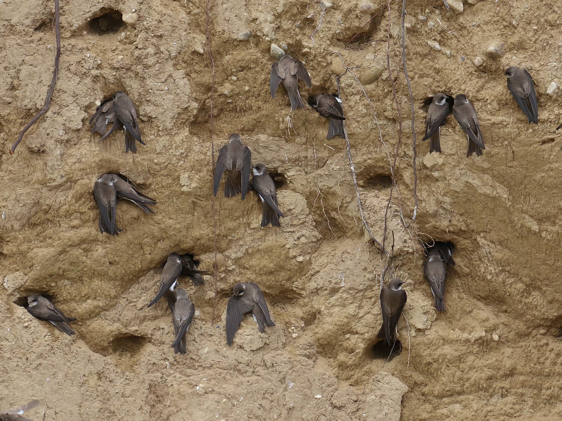 Sand Martin colony
