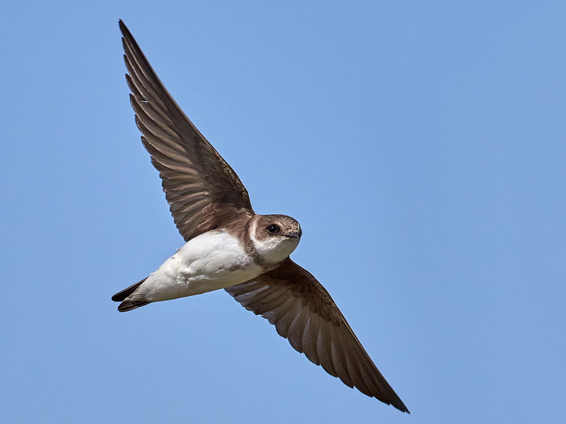 Sand Marin in-flight