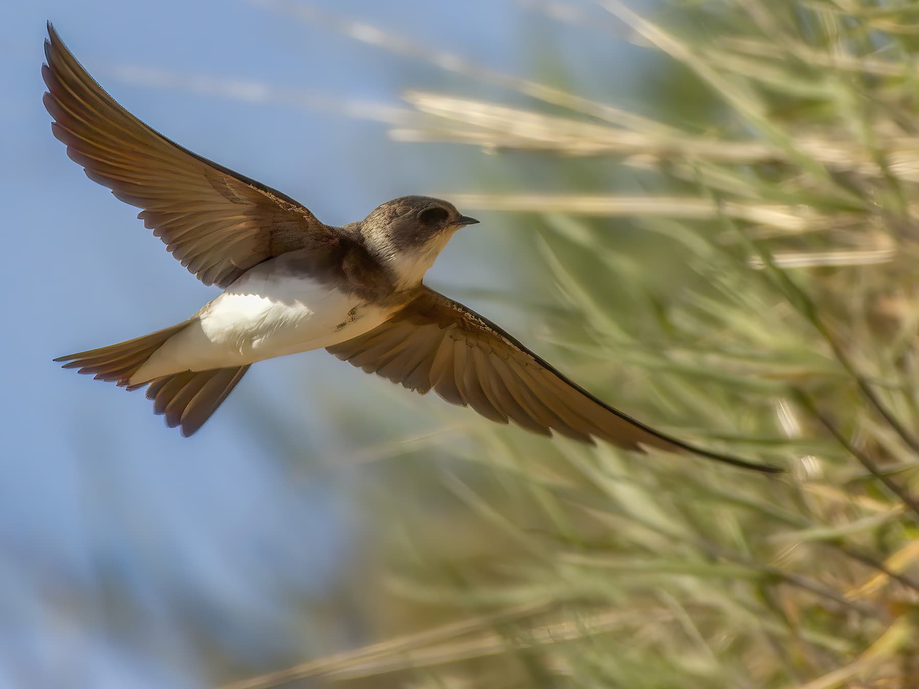 Sand Martin (Bank Swallow) in-flight in natural habitat