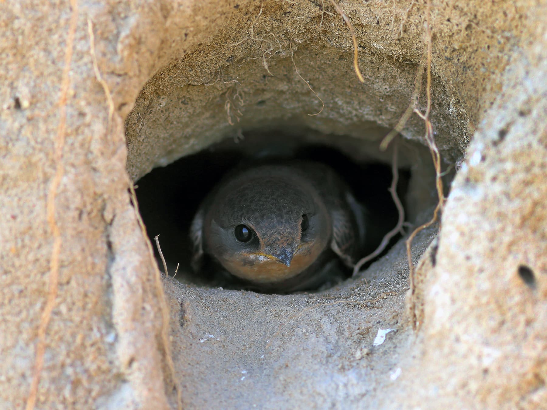 Sand Martin in nest tunnel