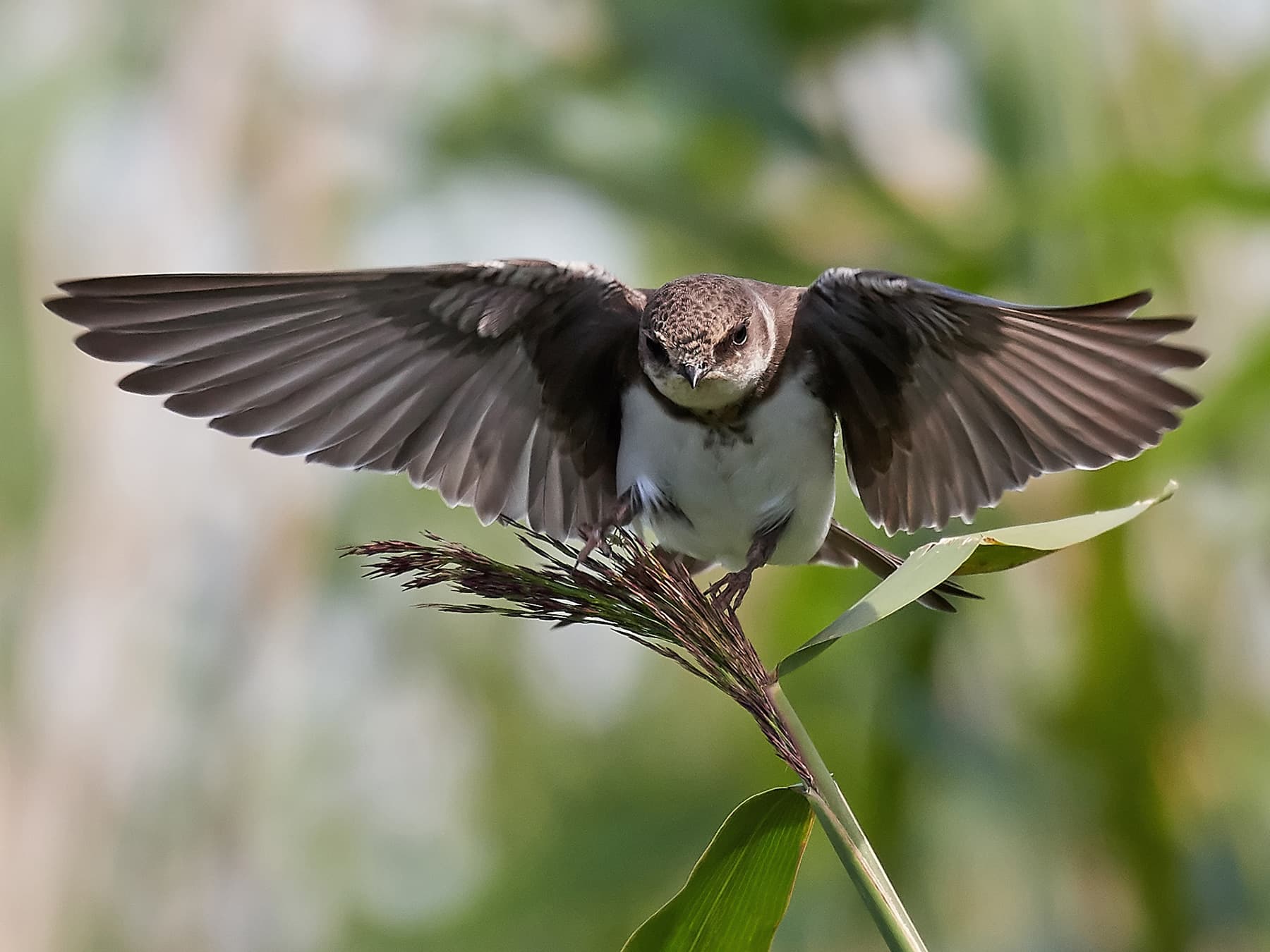 Sand Martin (Bank Swallow) about to land on a plant