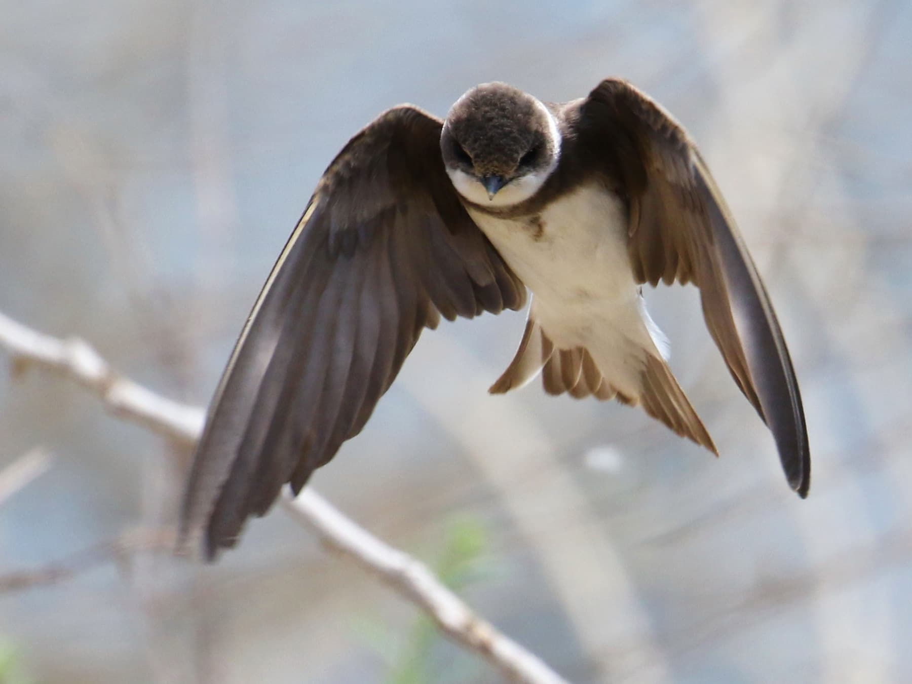 Sand Marin in-flight searching for food