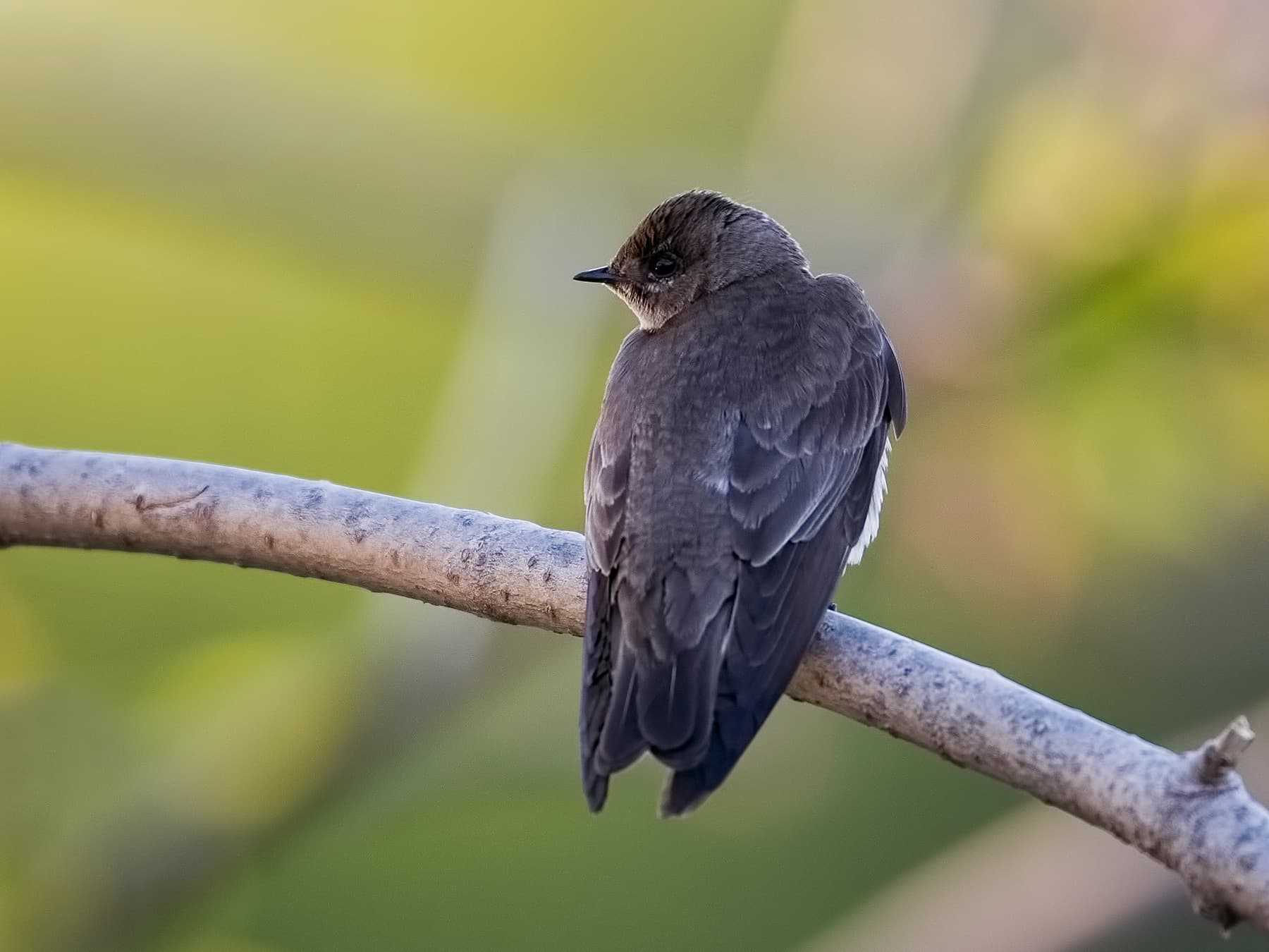 Sand Martin perching on a small branch