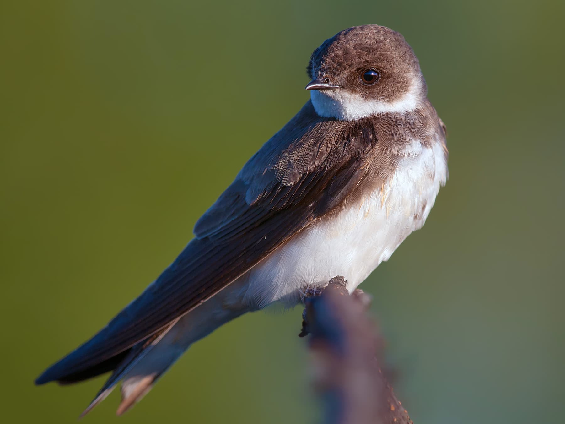 Sand Martin perching on the end of a branch