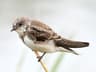 Sand Martin