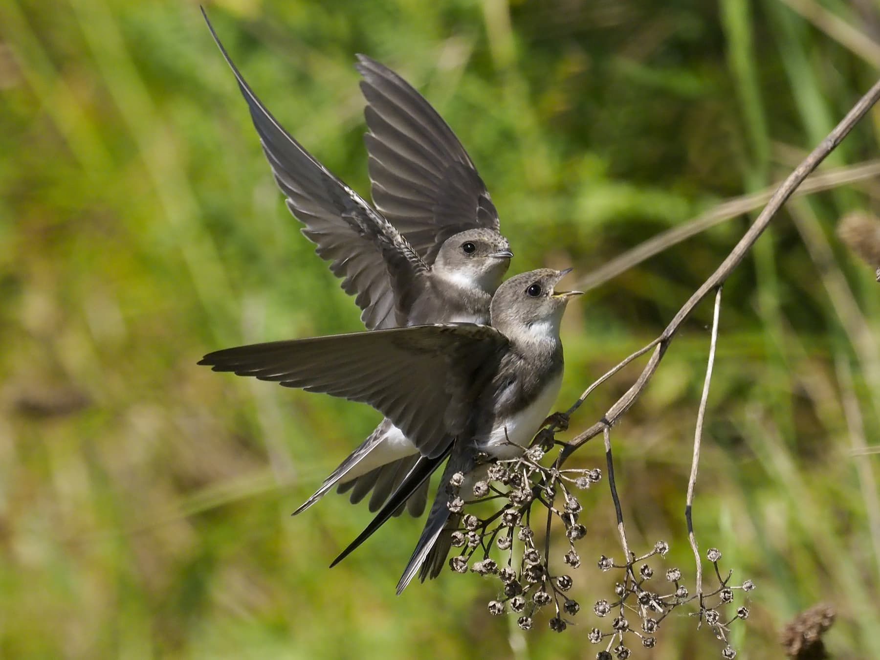 Pair of Sand Martins during the mating season