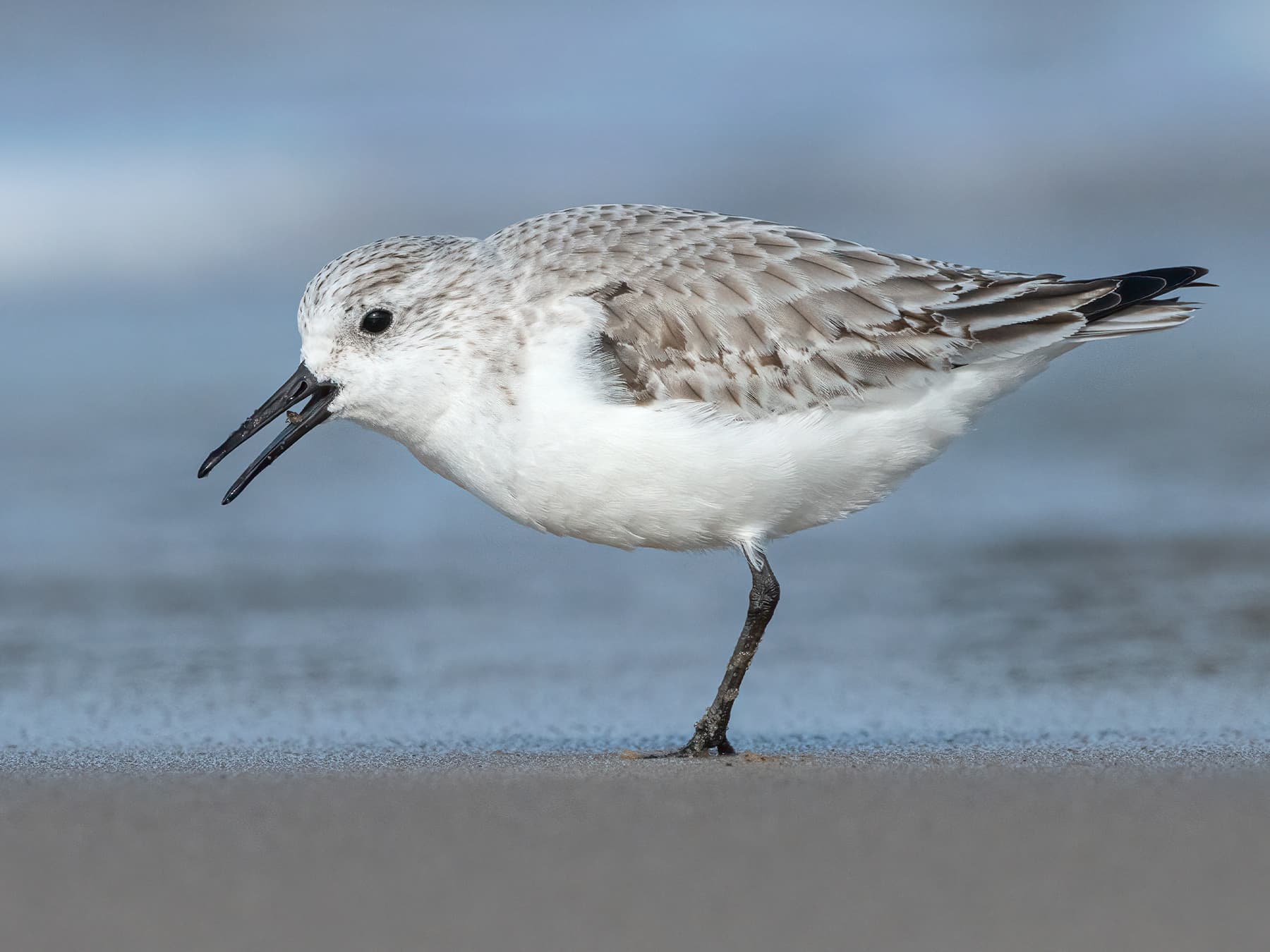 Sanderling performing soft, pipping call whilst feeding