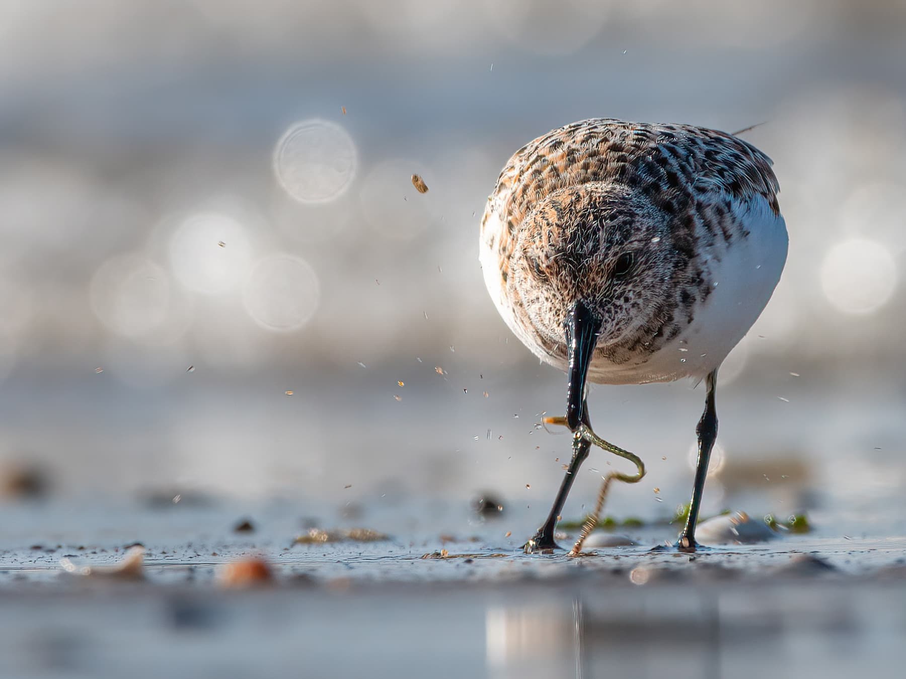 Sanderling feeding on the shore