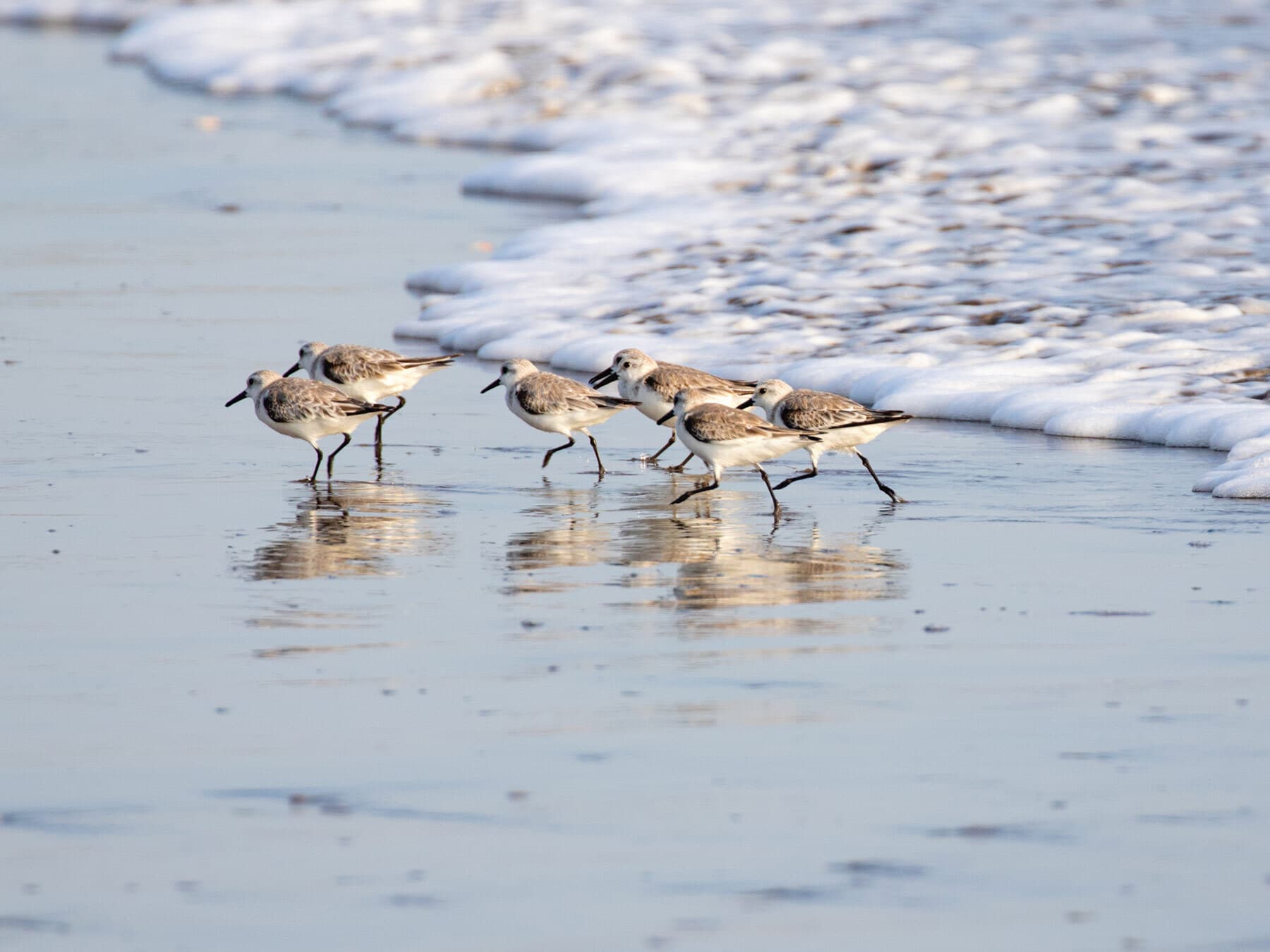 Sanderling flock