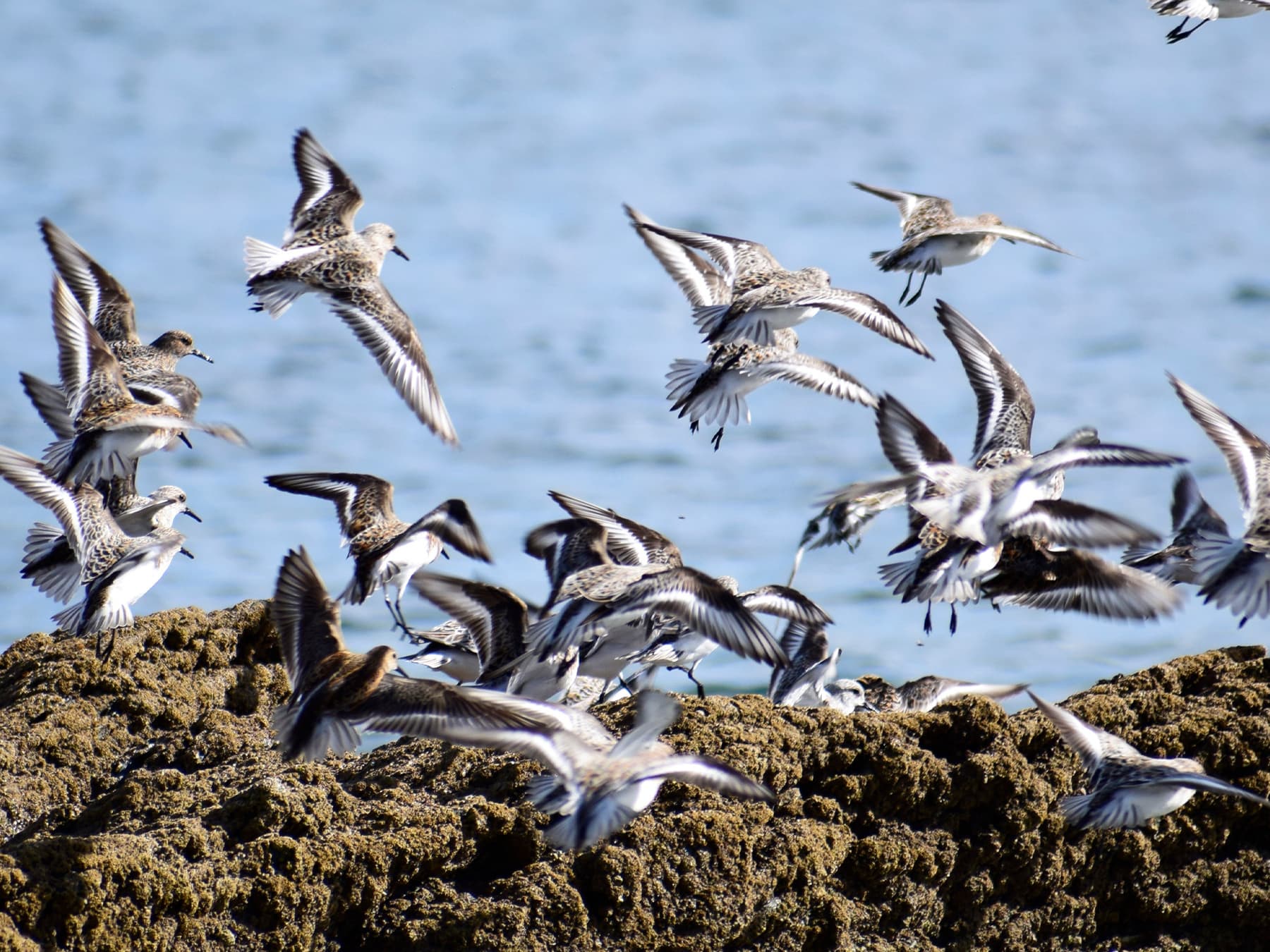 Flock of Sanderlings taking-off from the rocks