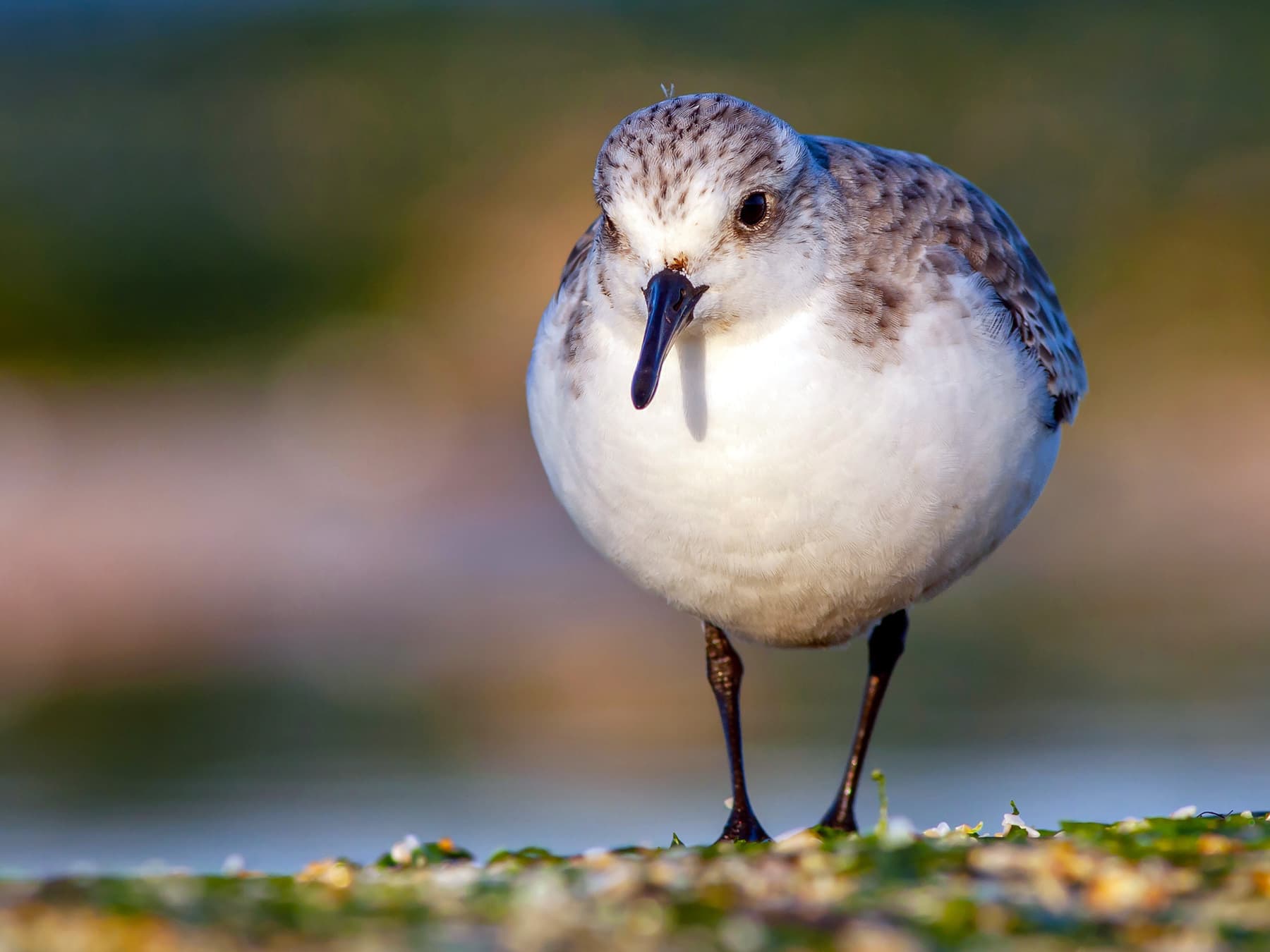 Sanderling foraging for food in the seaweed