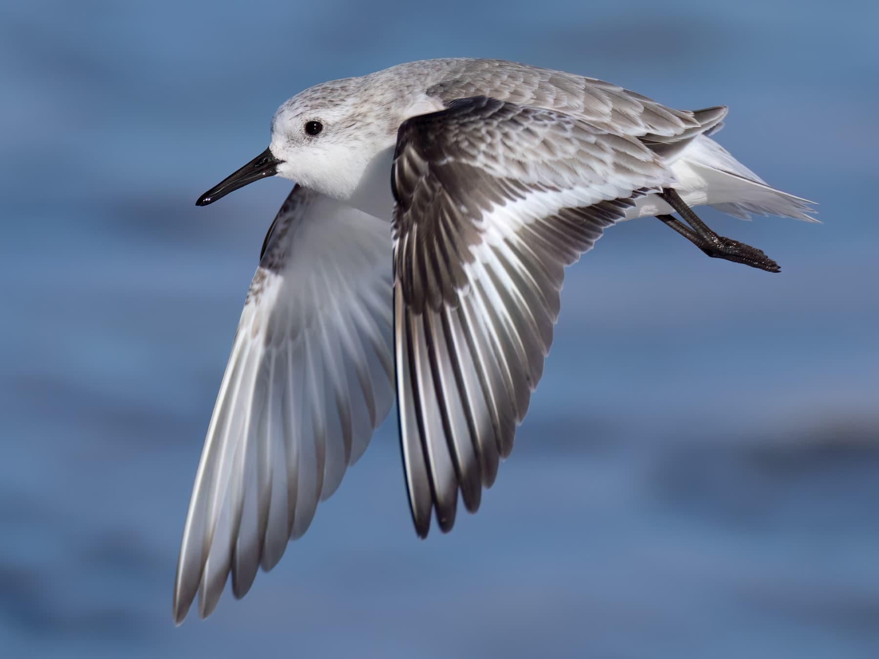 Sanderling in-flight over the ocean