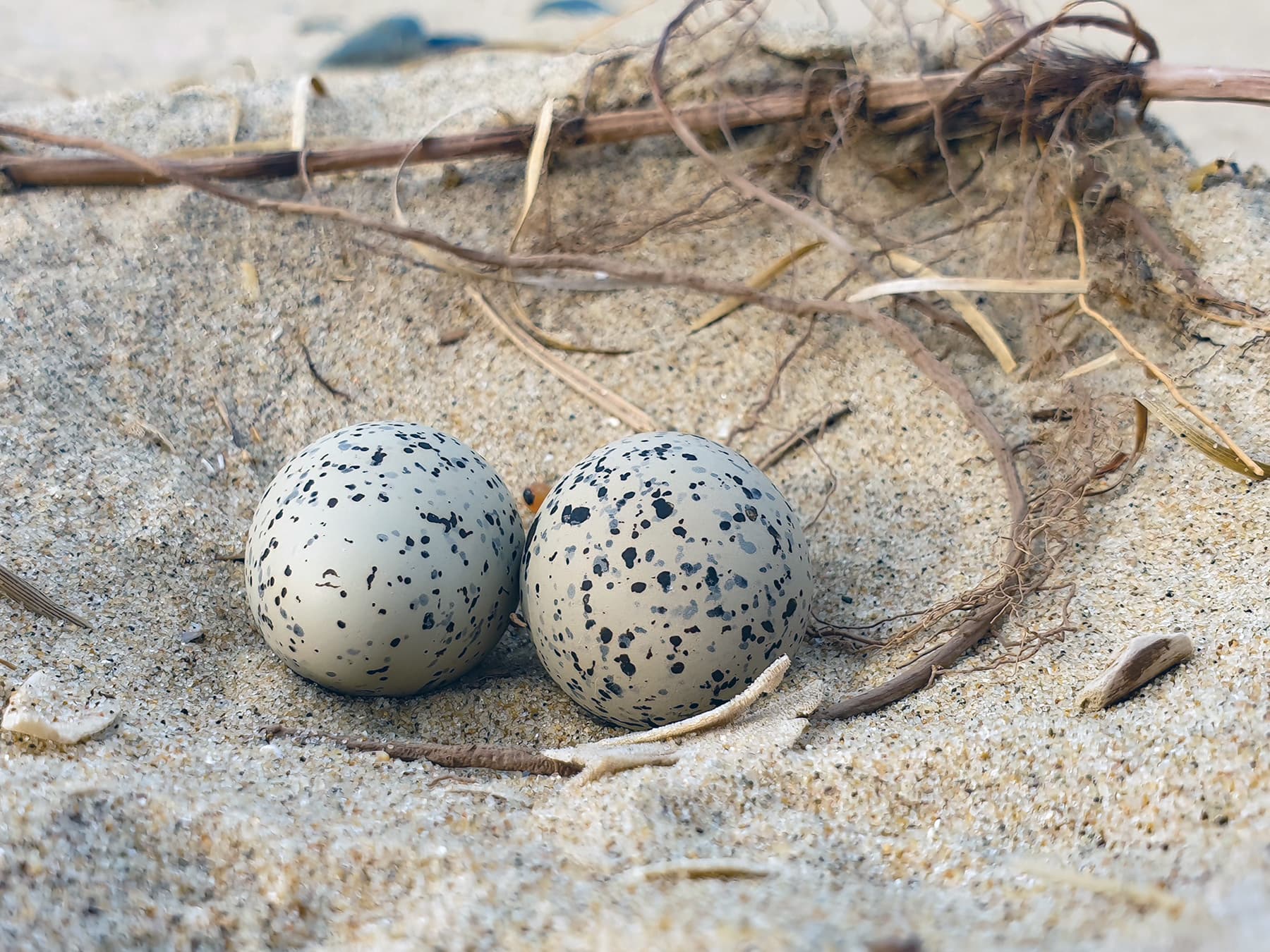 Sanderling nest with two eggs