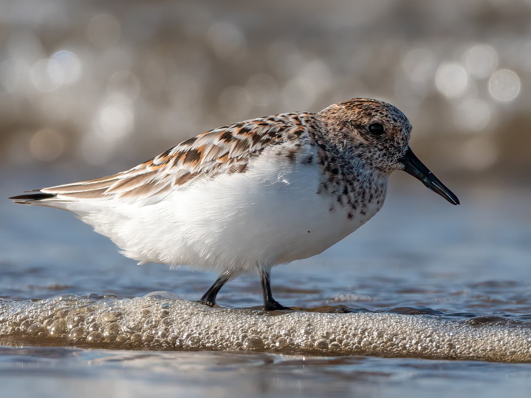 Sanderling walking along a sandy beach