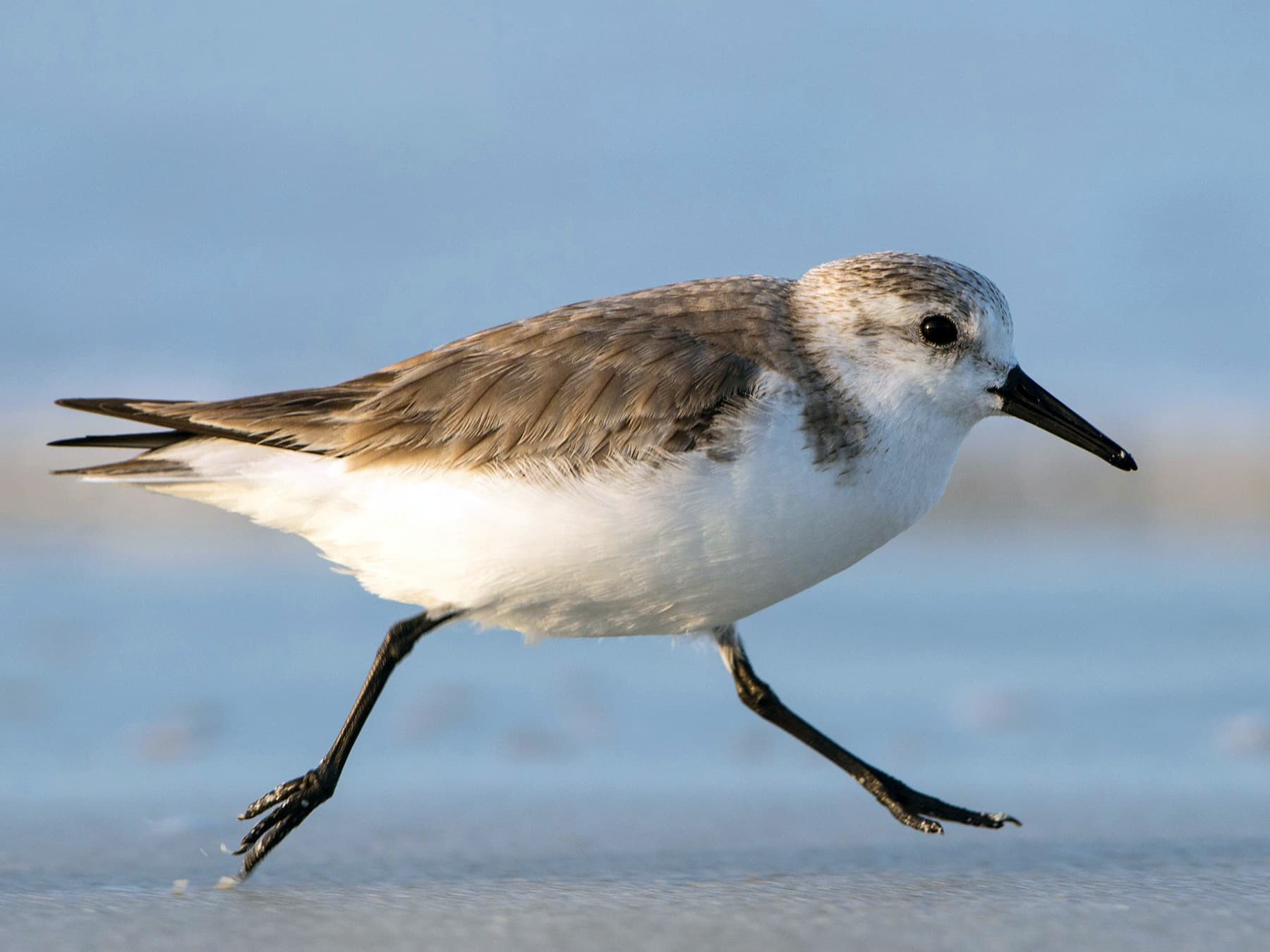 Sanderling running along the sandy beach