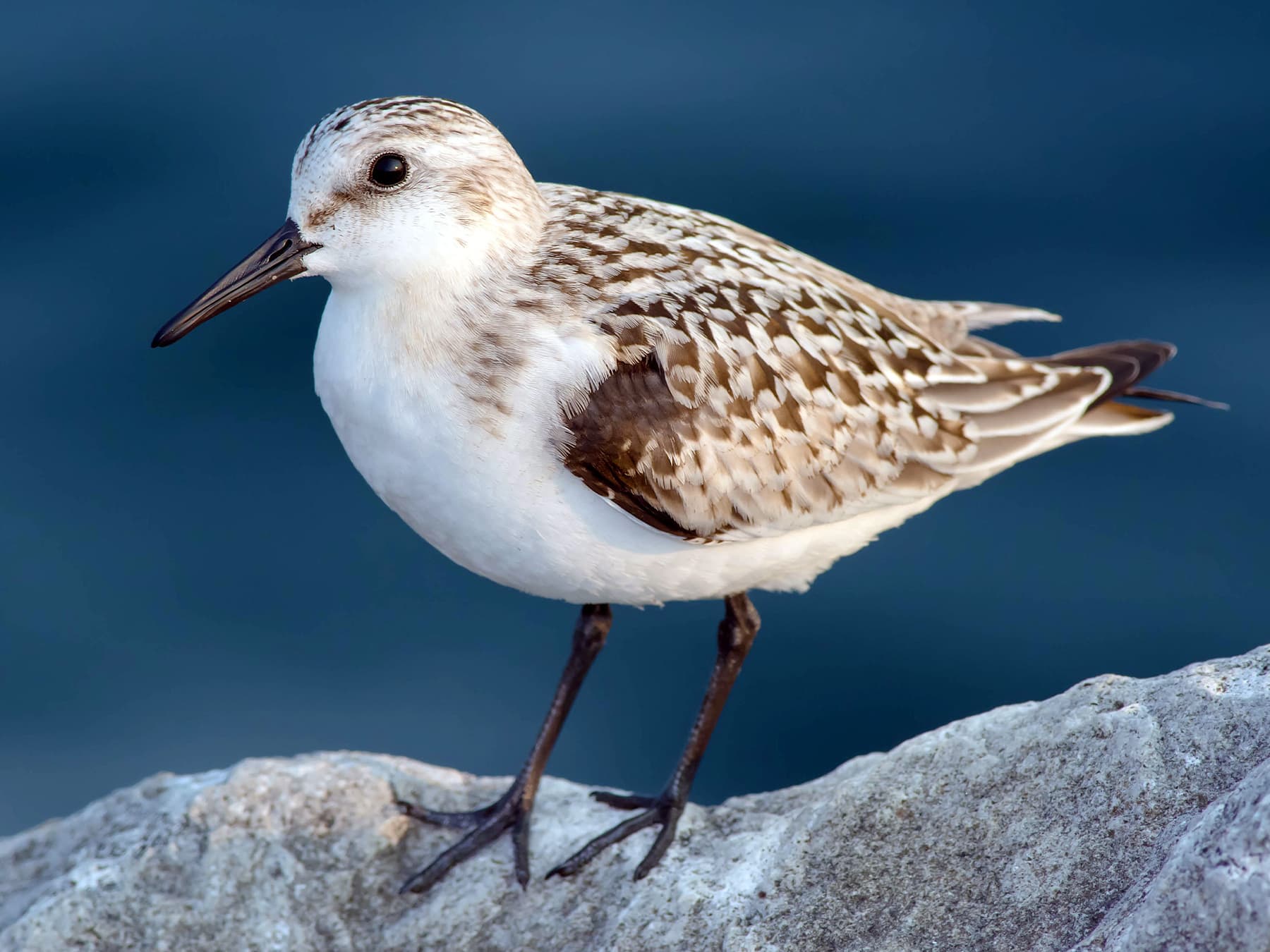 Sanderling standing on top of a boulder