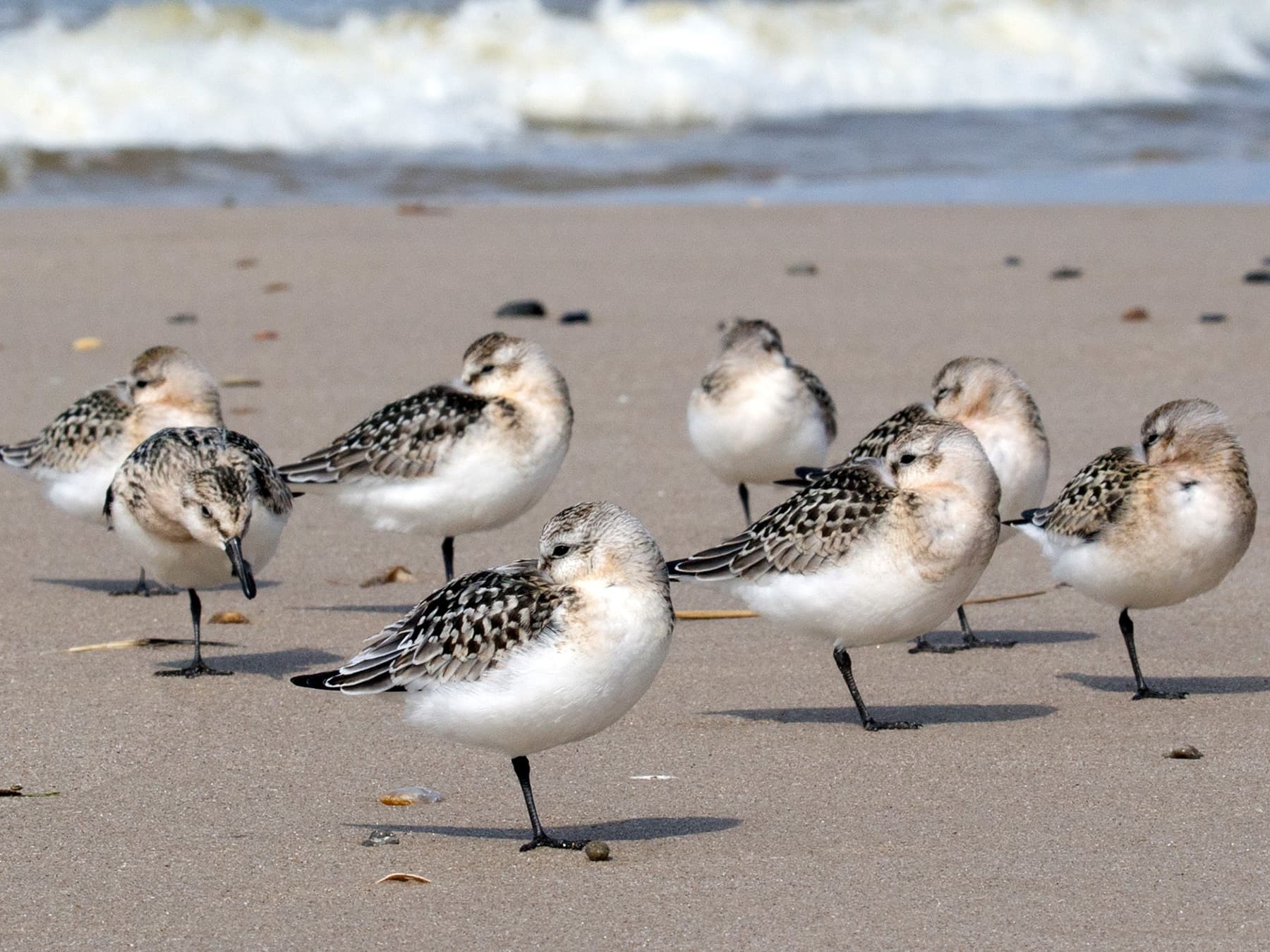 Small flock of Sanderlings resting on the beach