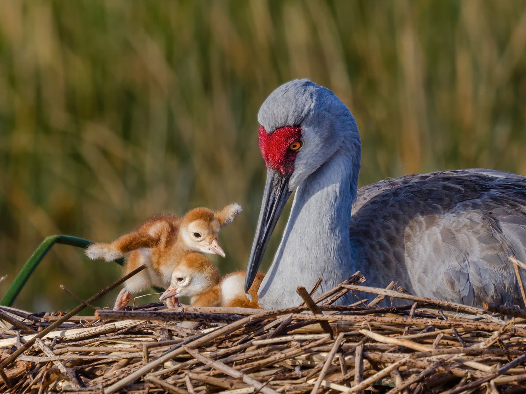 Female Sandhill Crane on the nest with her two day old chicks