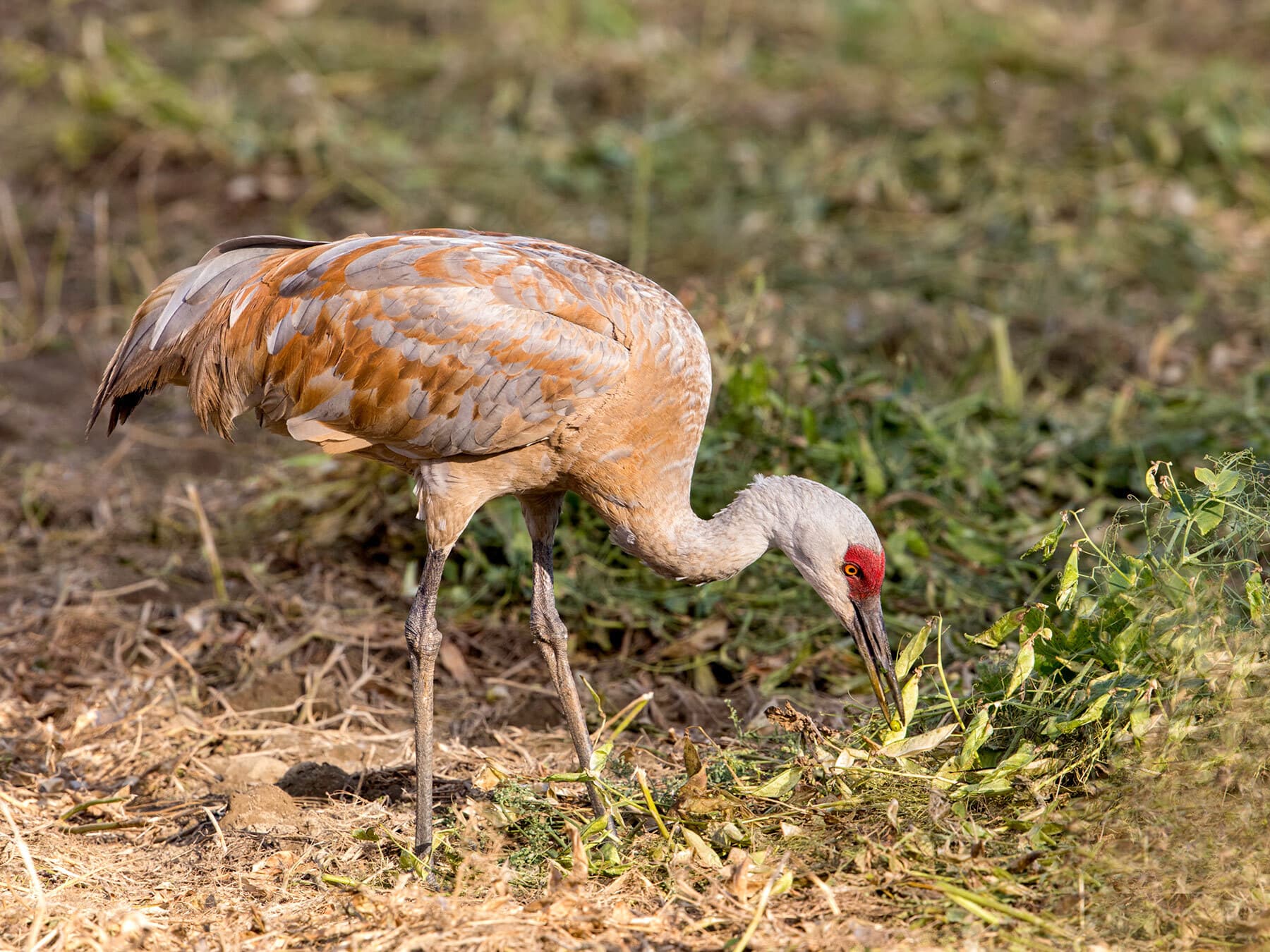 Sandhill crane eating a pea