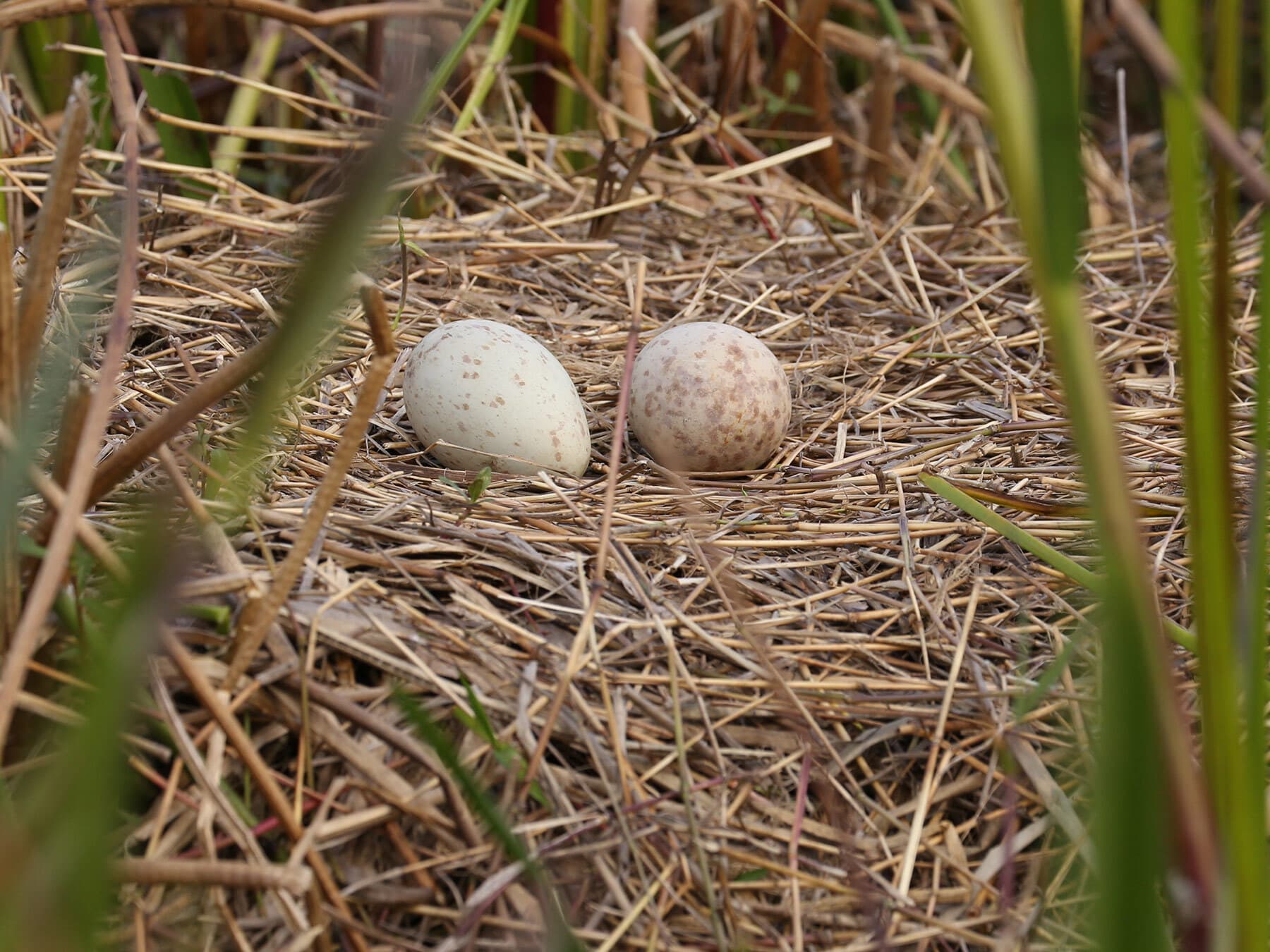 Sandhill crane eggs