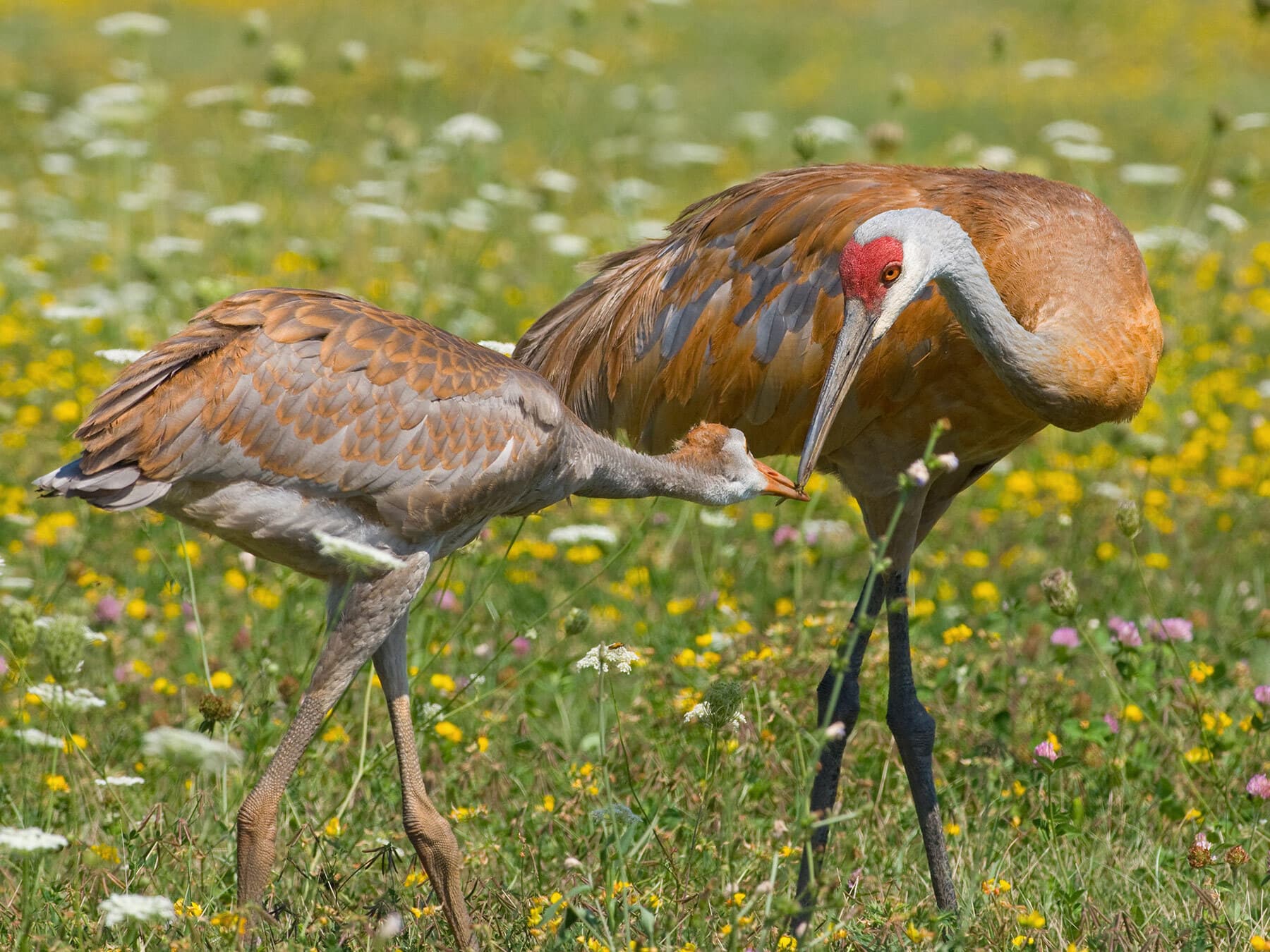 Sandhill crane feeding young
