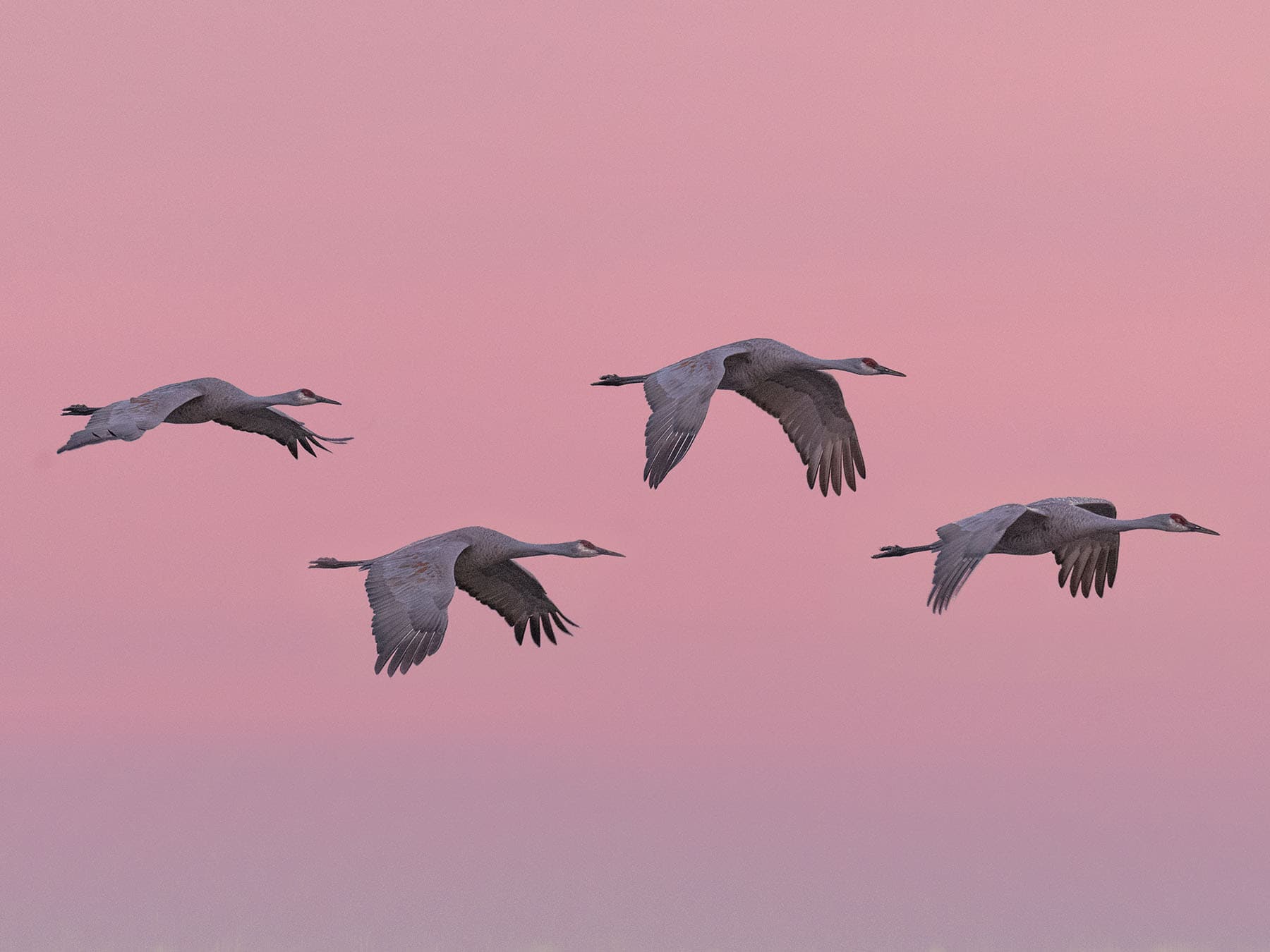 Four Sandhill Cranes in flight together, against a pink sky