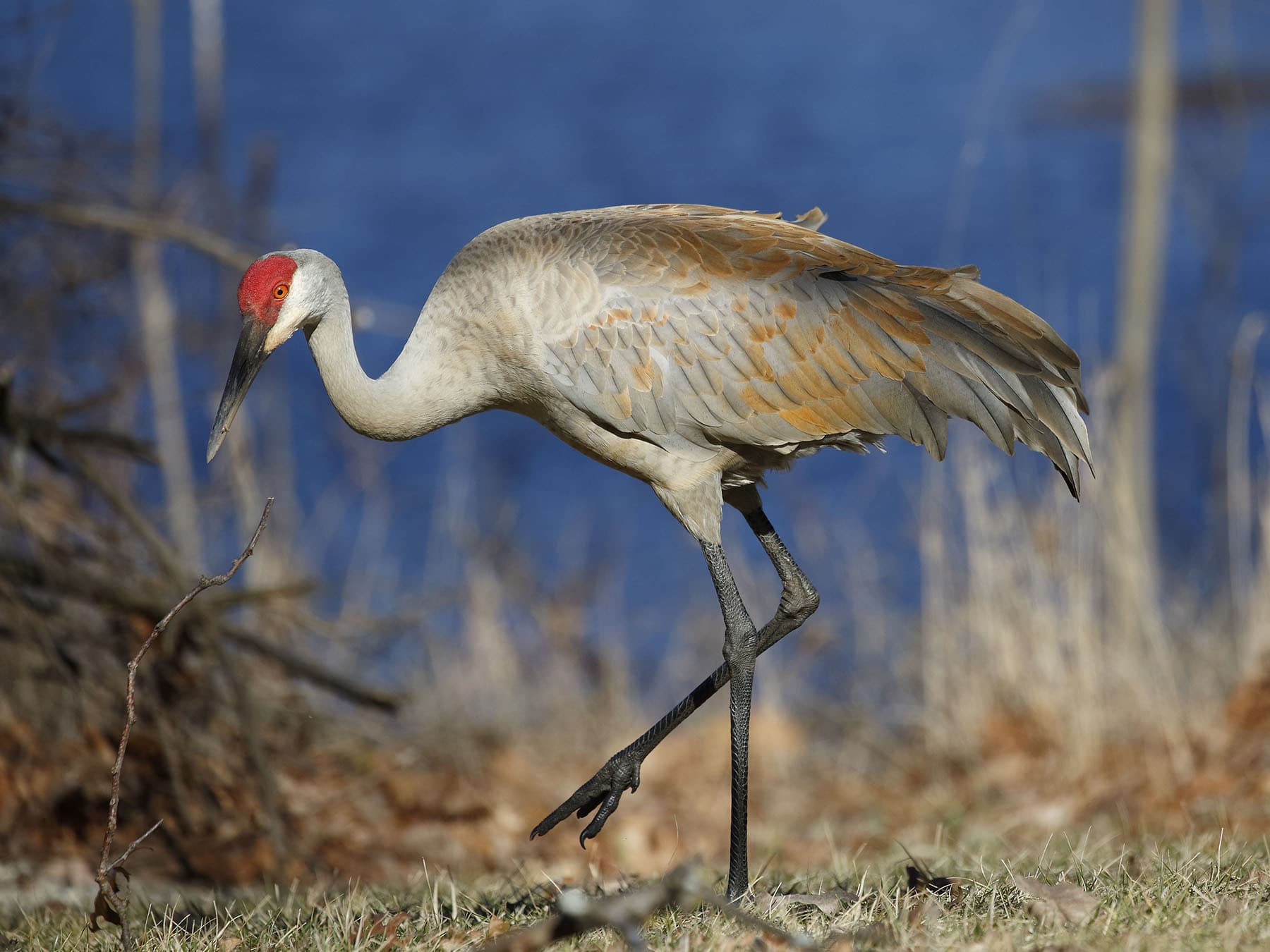 Close up of a Sandhill Crane